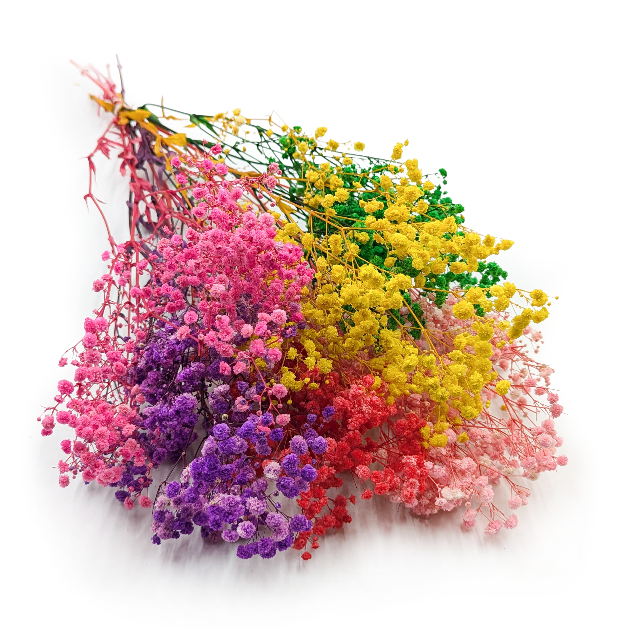 Gipsówka Stabilizowana - (Gypsophila) - Royal Bouquet - Mix kolorów