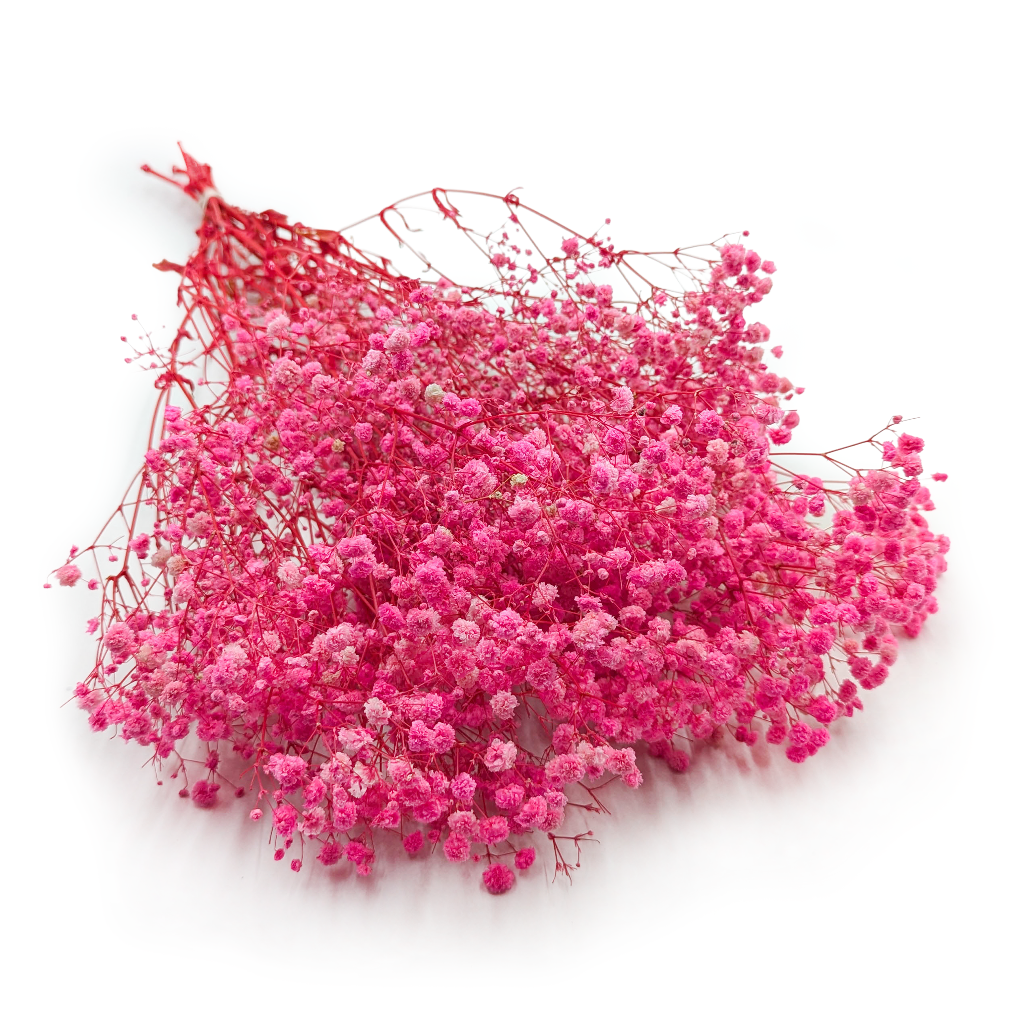 Gipsówka Stabilizowana - (Gypsophila) - Royal Bouquet - Ciemny róż