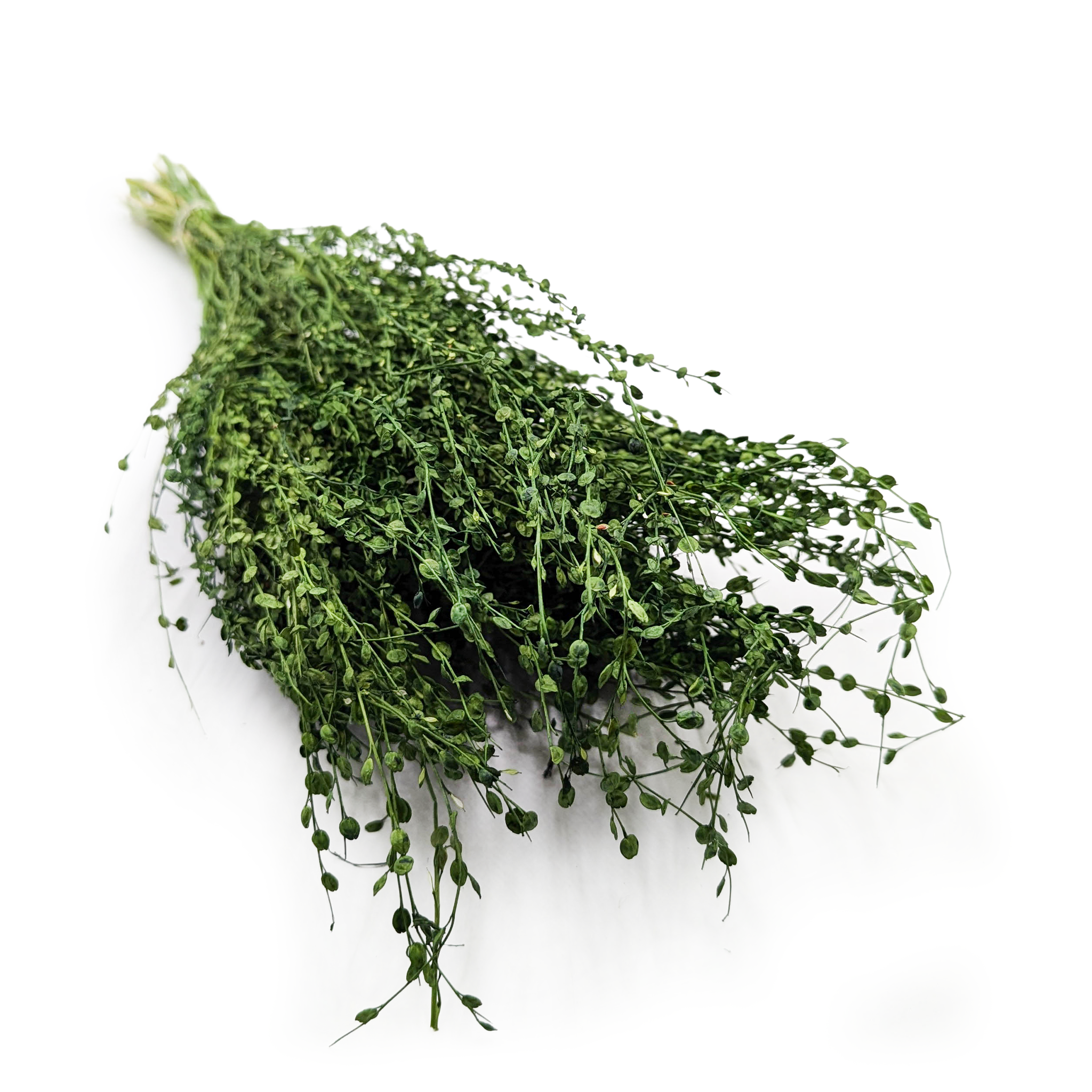 Lepidium (Lepidium sativum) - Butelkowy zielony