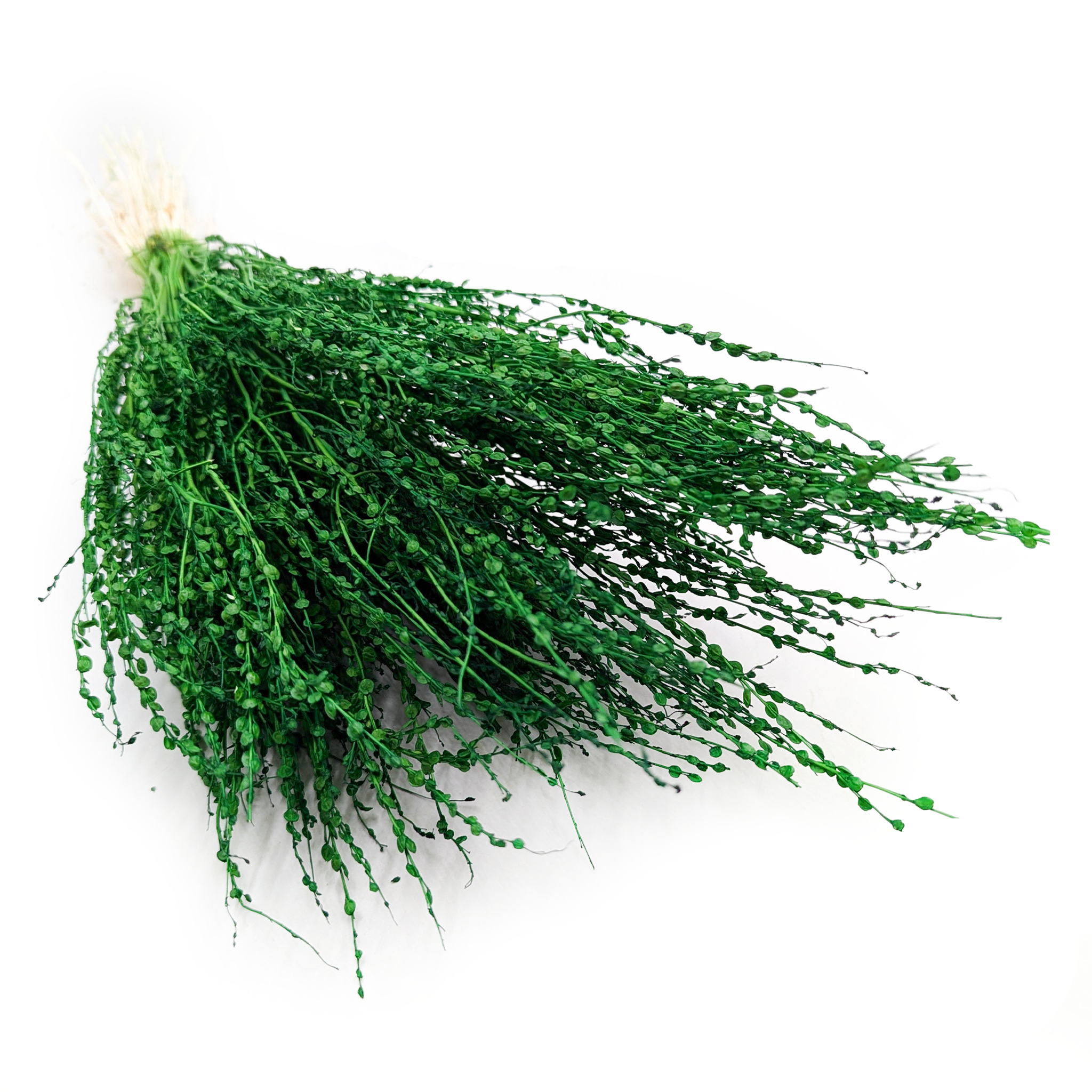 Lepidium (Lepidium sativum) - Zielone