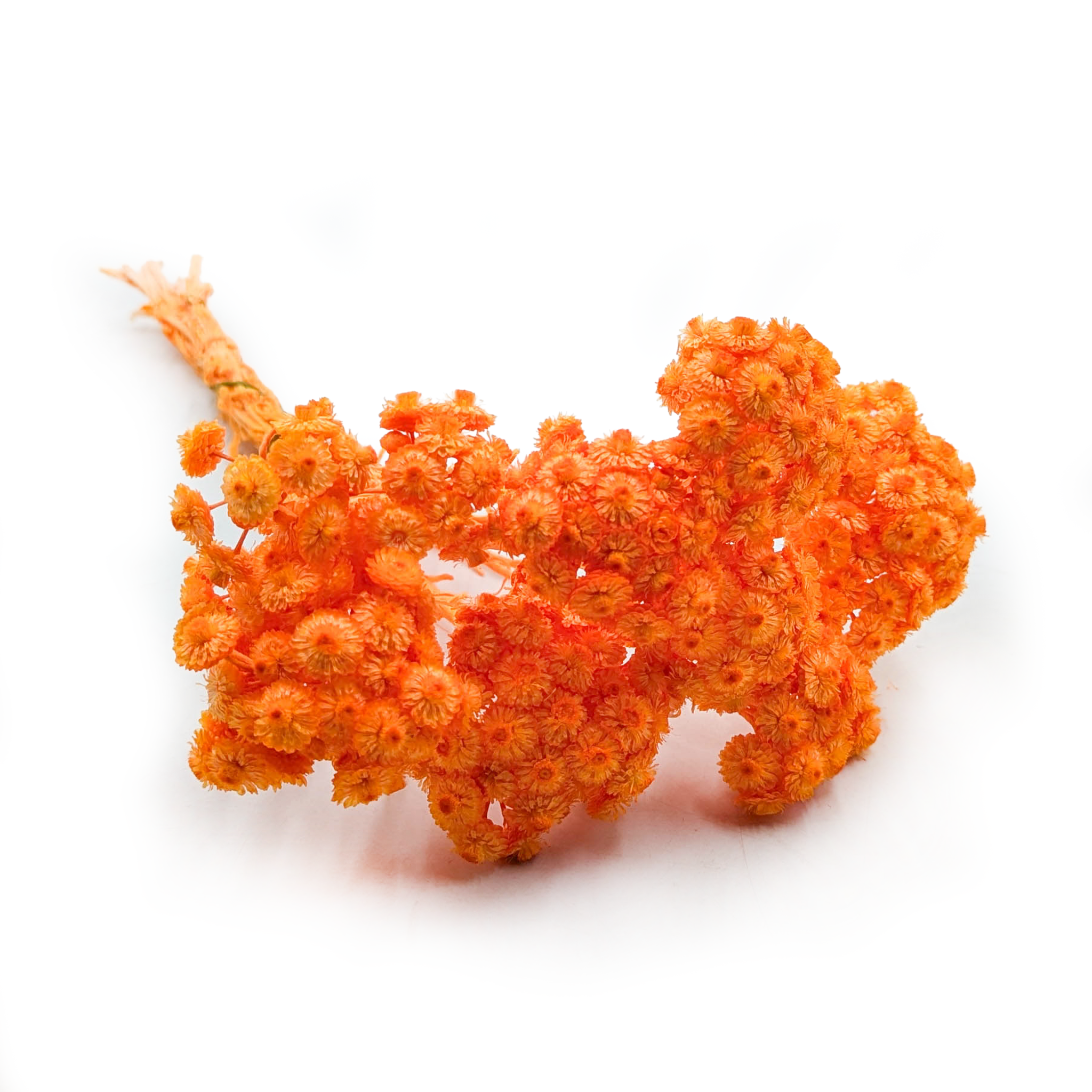 Kocanka suszona włoska - (Helichrysum italicum) - Pomarańczowa