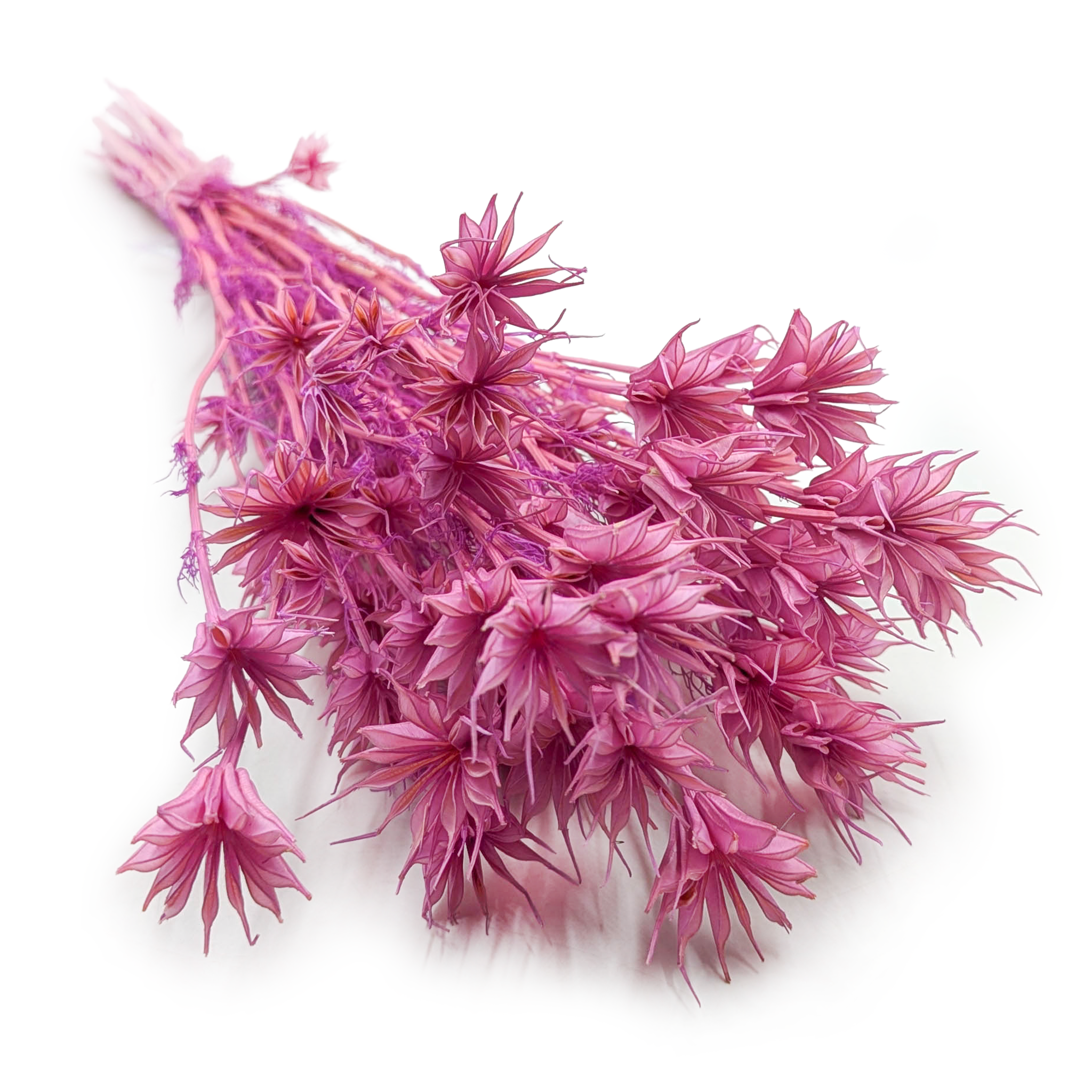 Czarnuszka Orientalna - (Nigella Orientalis) - Liliowa