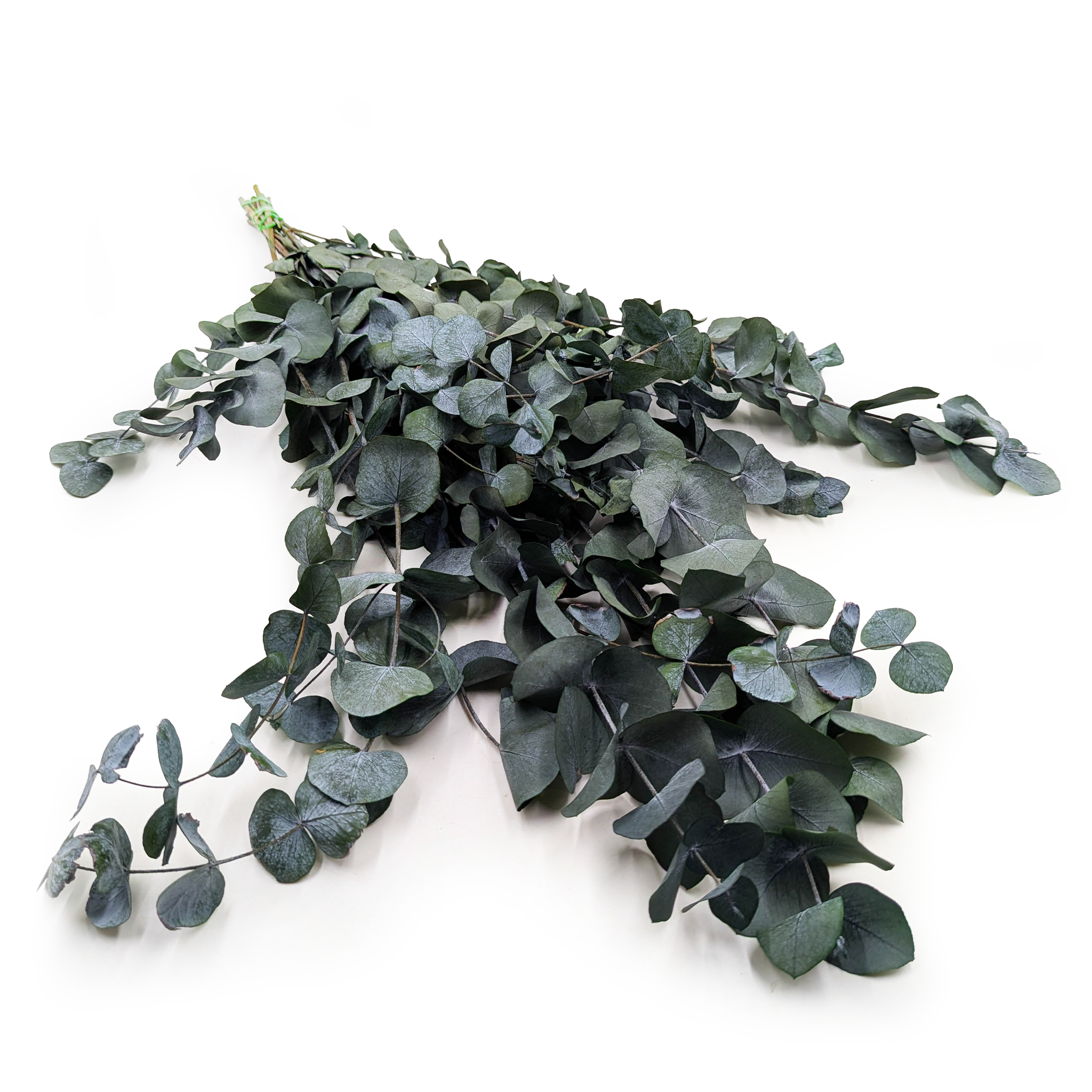 Eukaliptus Stabilizowany - Cinerea - Zielony