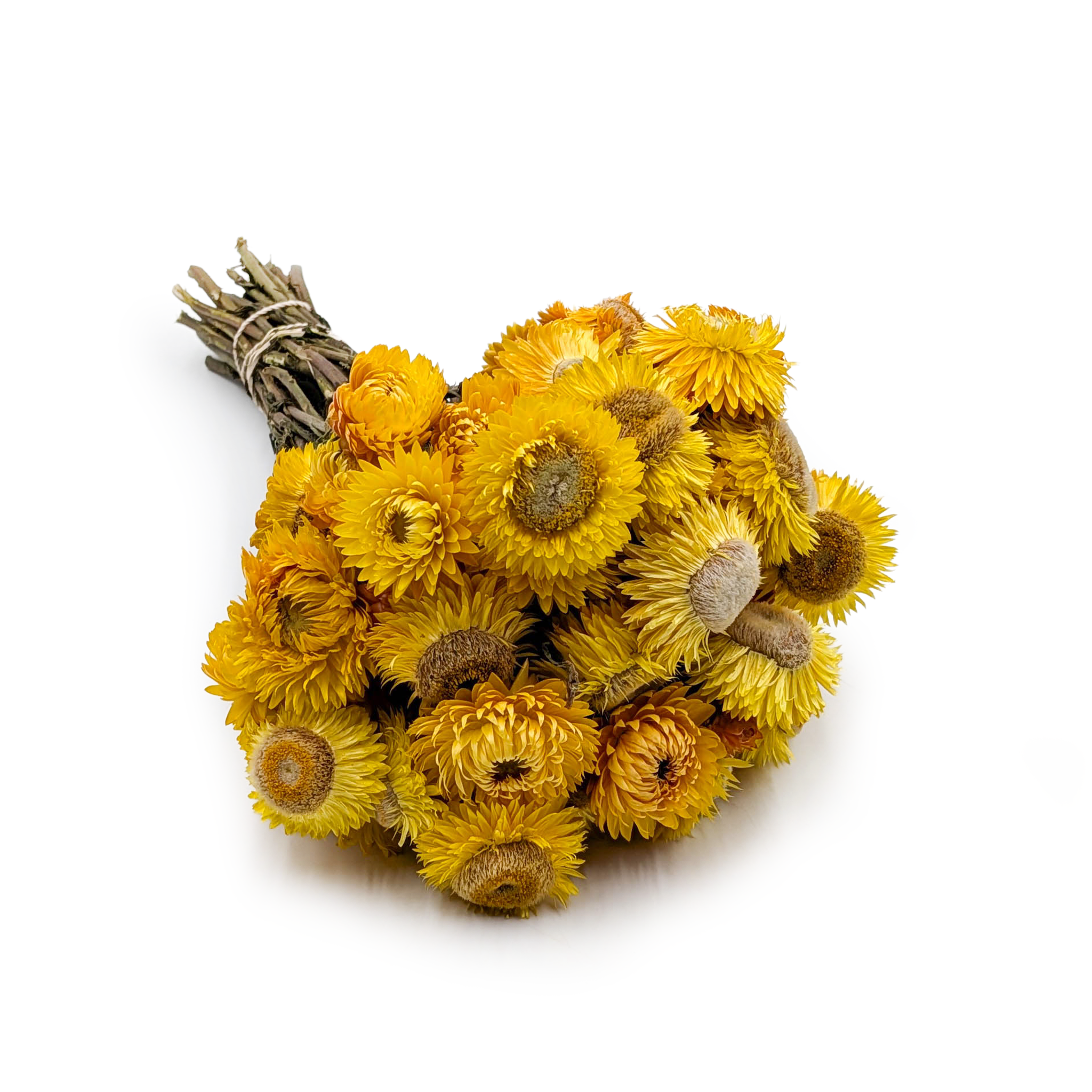 Kocanka Suszona - (Helichrysum) - Żółta
