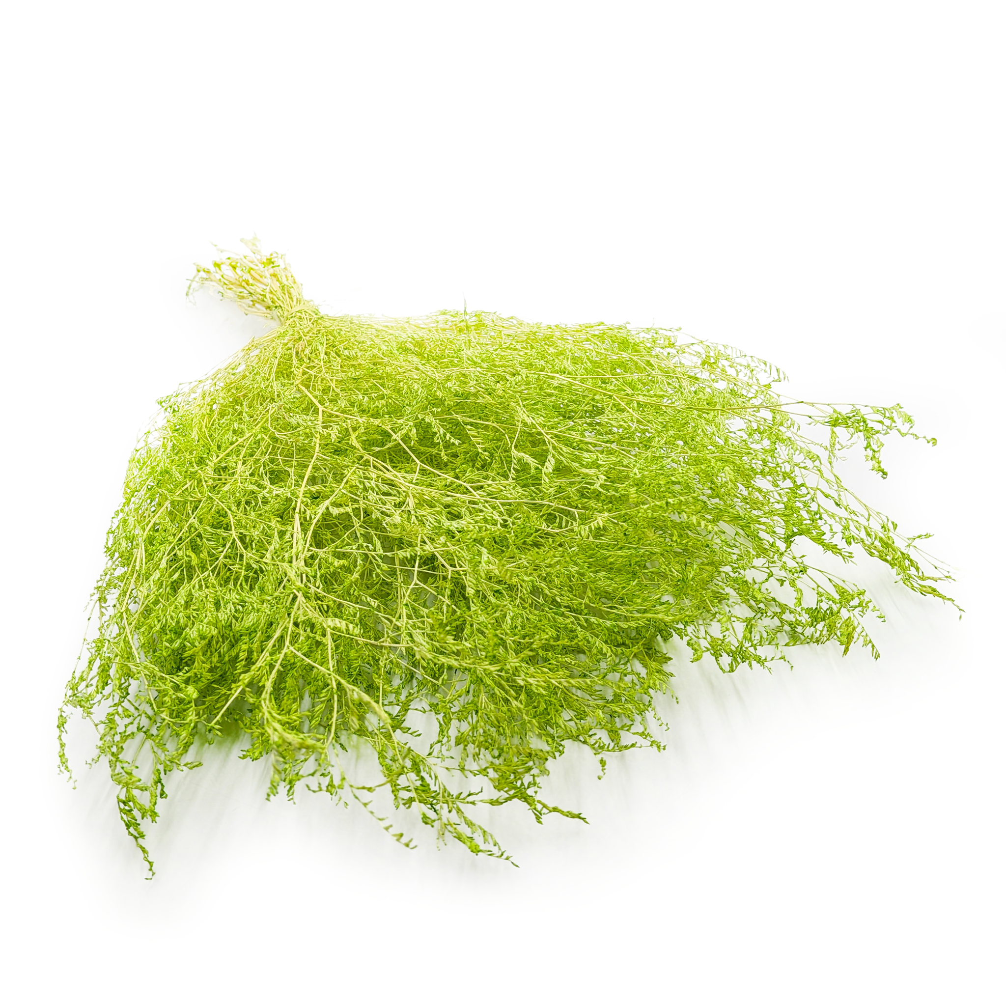 Suszony Zatrwian Szerokolistny – Limonium Latifolium – barwiony - Jasnozielony