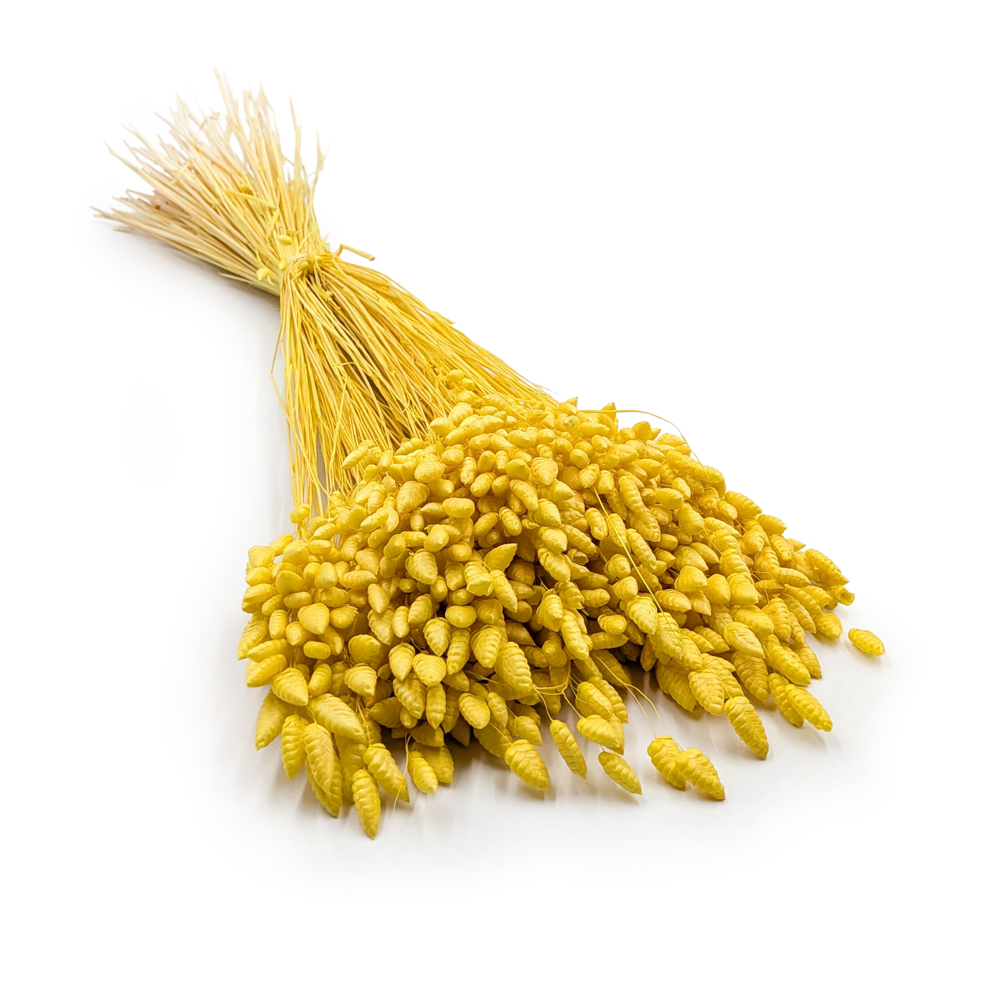 Drżączka Suszona - (Briza Maxima) - Żółta