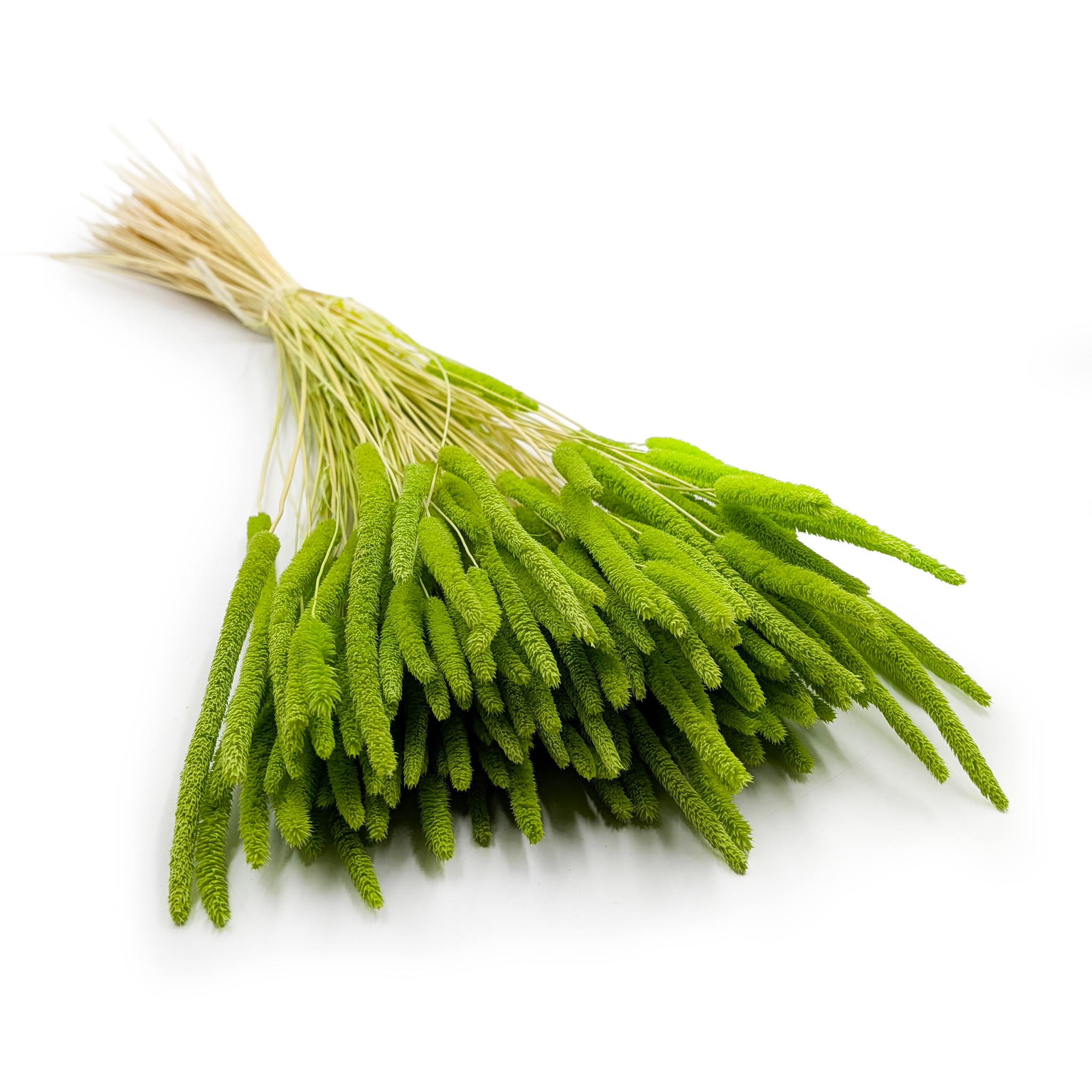 Suszona trawa - Tymotka (Phleum) - Jasnozielona