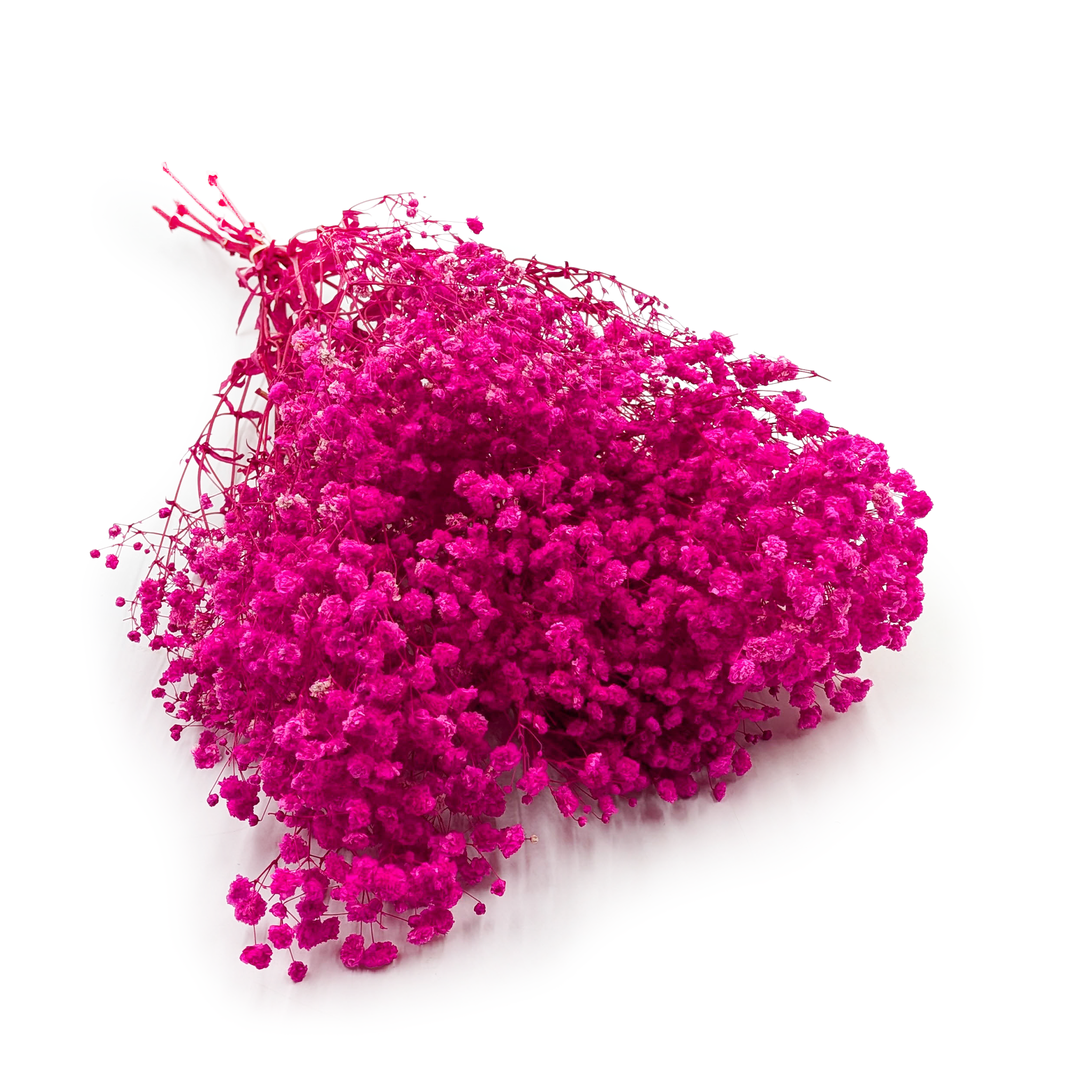 Gipsówka Stabilizowana - (Gypsophila) - Royal Bouquet - Fuksja