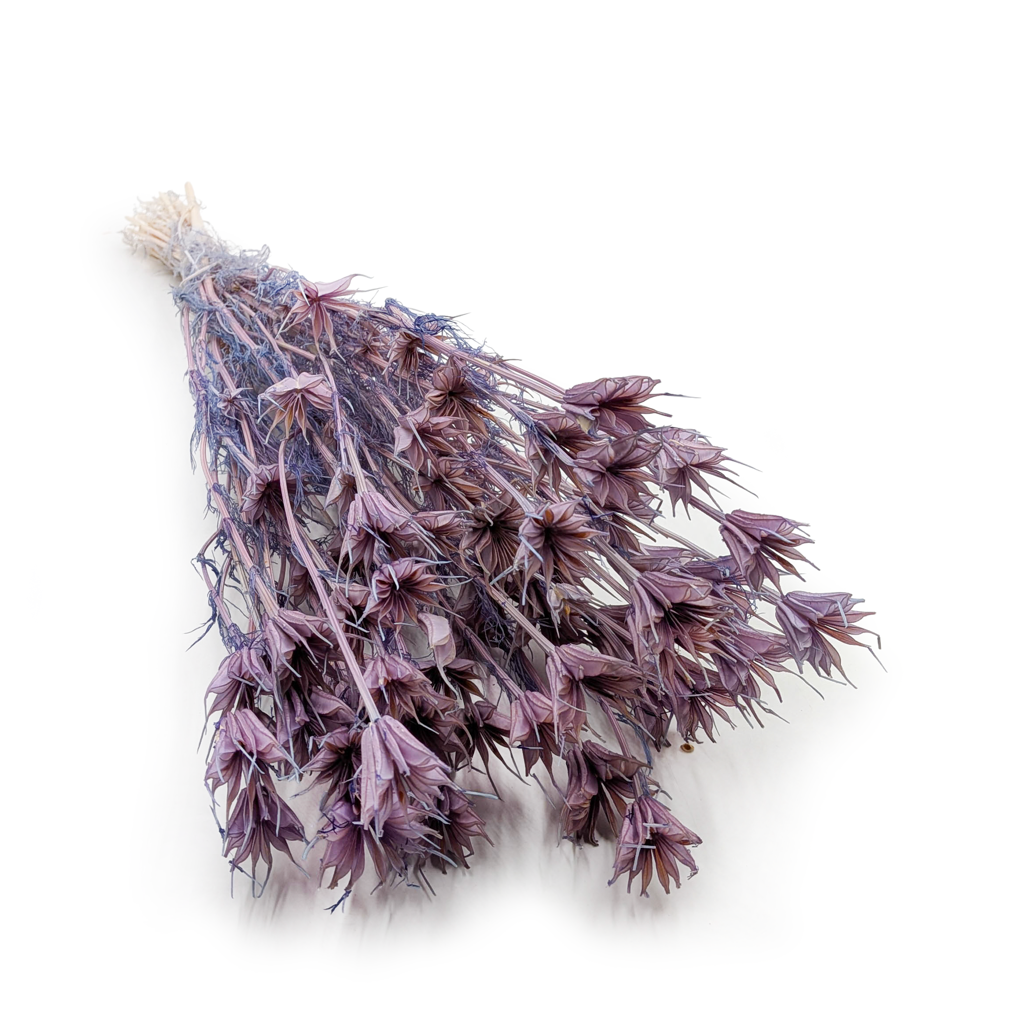 Czarnuszka Orientalna - (Nigella Orientalis) - Lawendowa