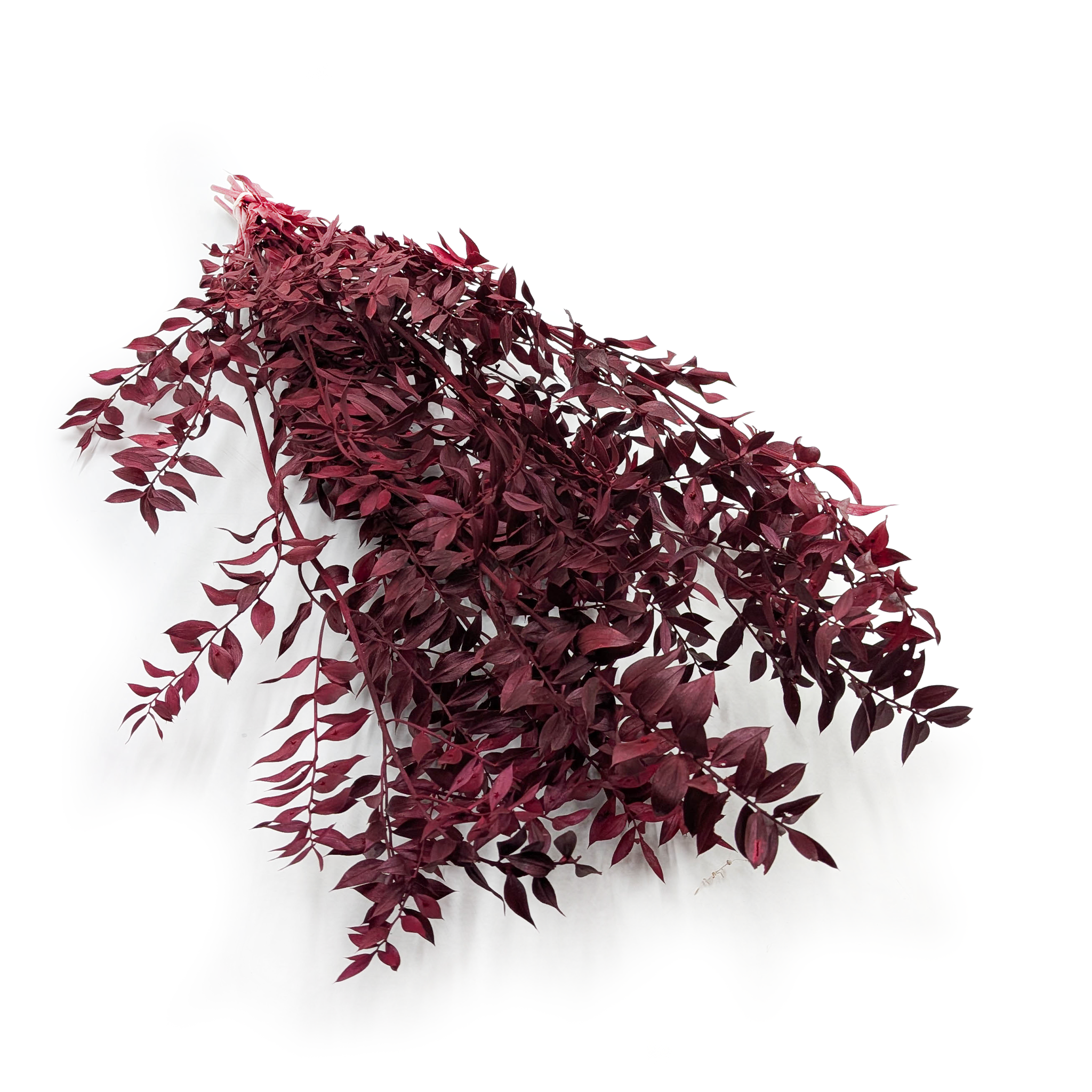 Ruskus stabilizowany - (Ruscus) - Czerwony