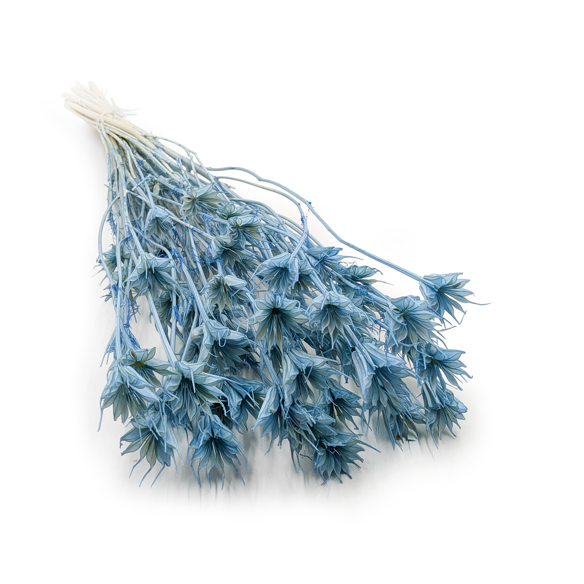 Czarnuszka Orientalna - (Nigella Orientalis) - Błękitna niebieska