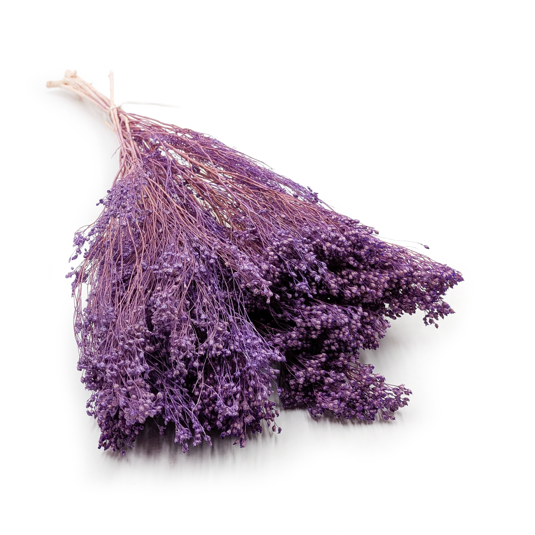 Suszony Broom Bloom - Żarnowiec - Lawendowy