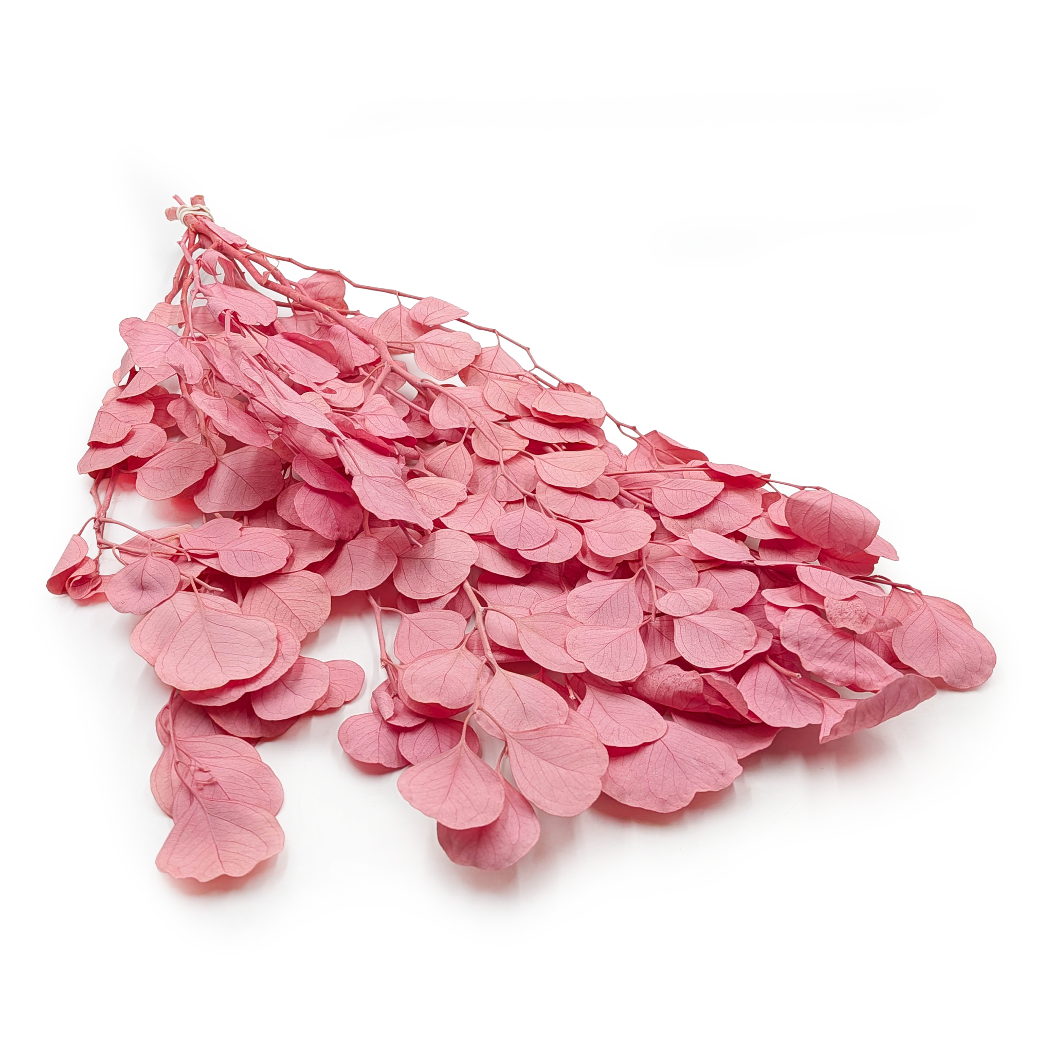 Eukaliptus Stabilizowany – Populus – Royal – Różowy