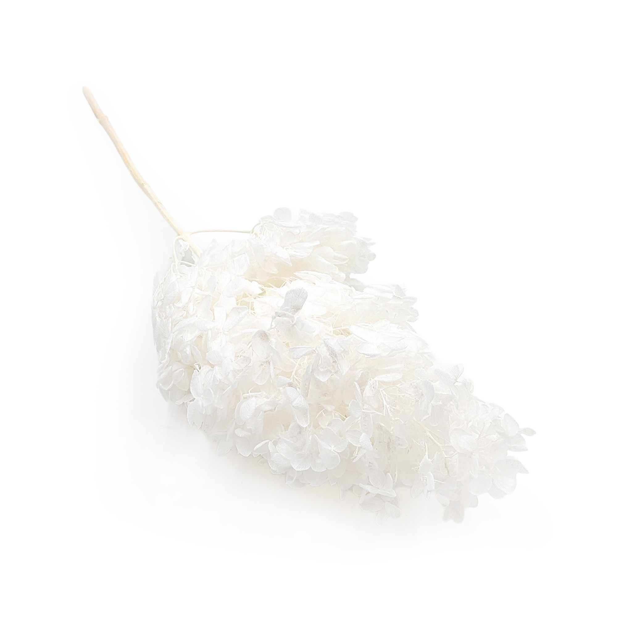 Hortensja Stabilizowana - (Hydrangea Conical) - Royal - Bielona