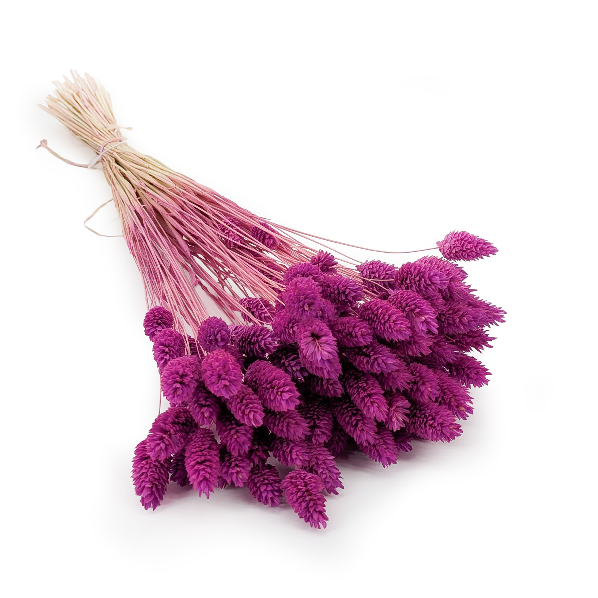 Suszony Phalaris - Kanar - (Mozga kanaryjska) - Wrzosowy
