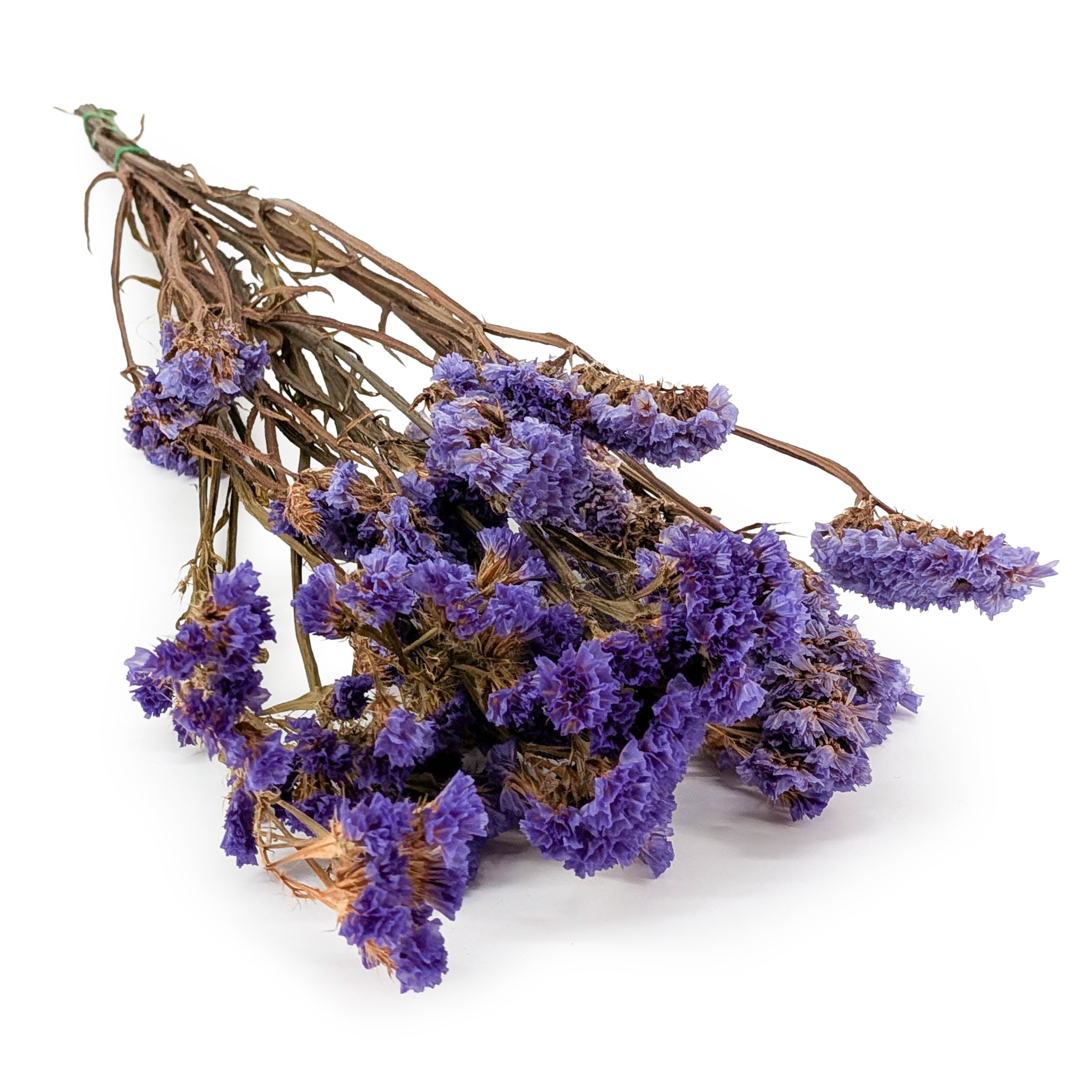 Stabilizowany Zatrwian Wrębny  - Limonium sinuatum - Fioletowy