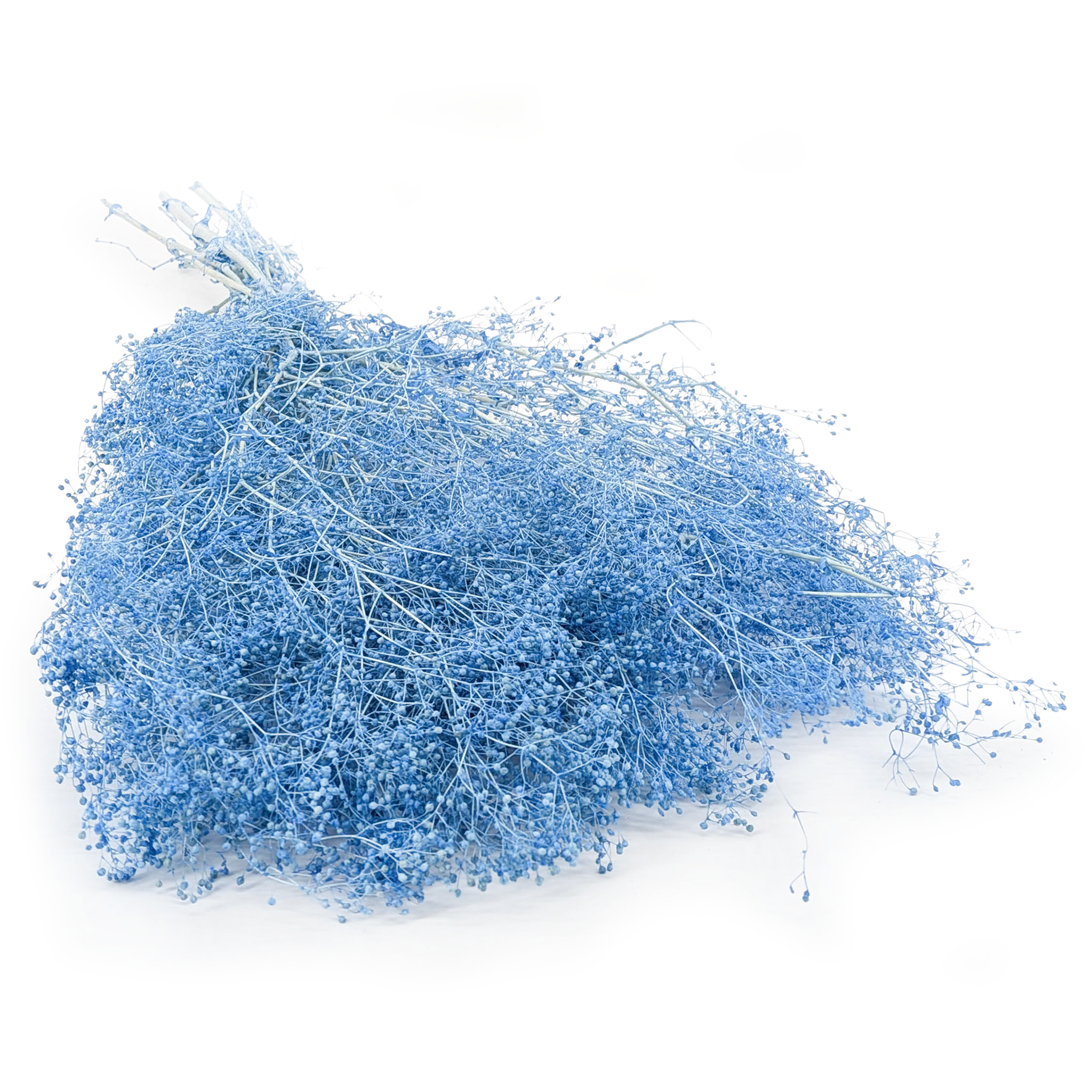Gipsówka Stabilizowana MINI - (gypsophila) - Niebieska