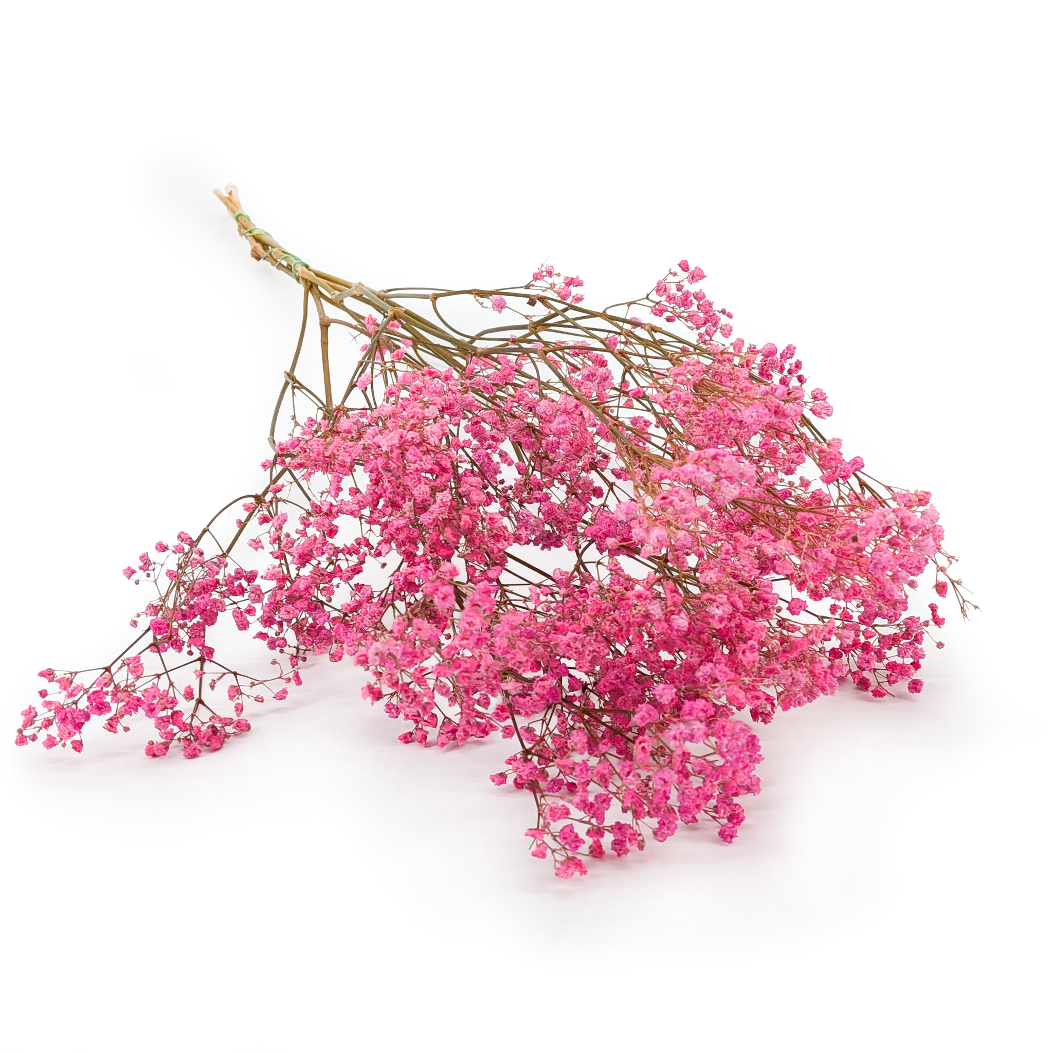 Gipsówka Stabilizowana - (gypsophila) - Pastelowy Różowy