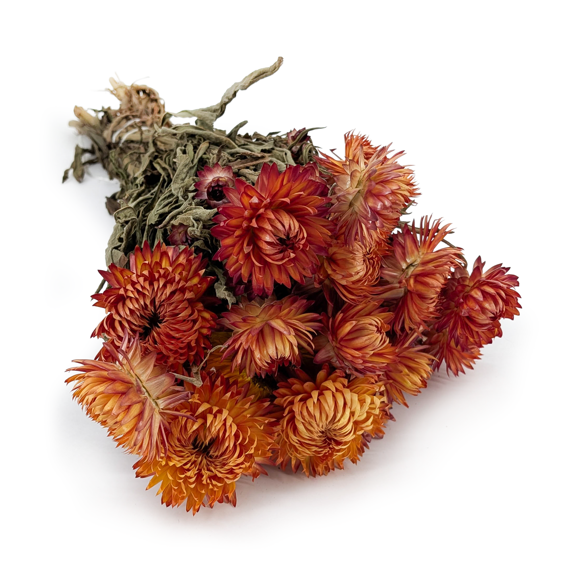 Kocanka Suszona Granvia® - (Helichrysum Granvia®) - Pomarańczowa