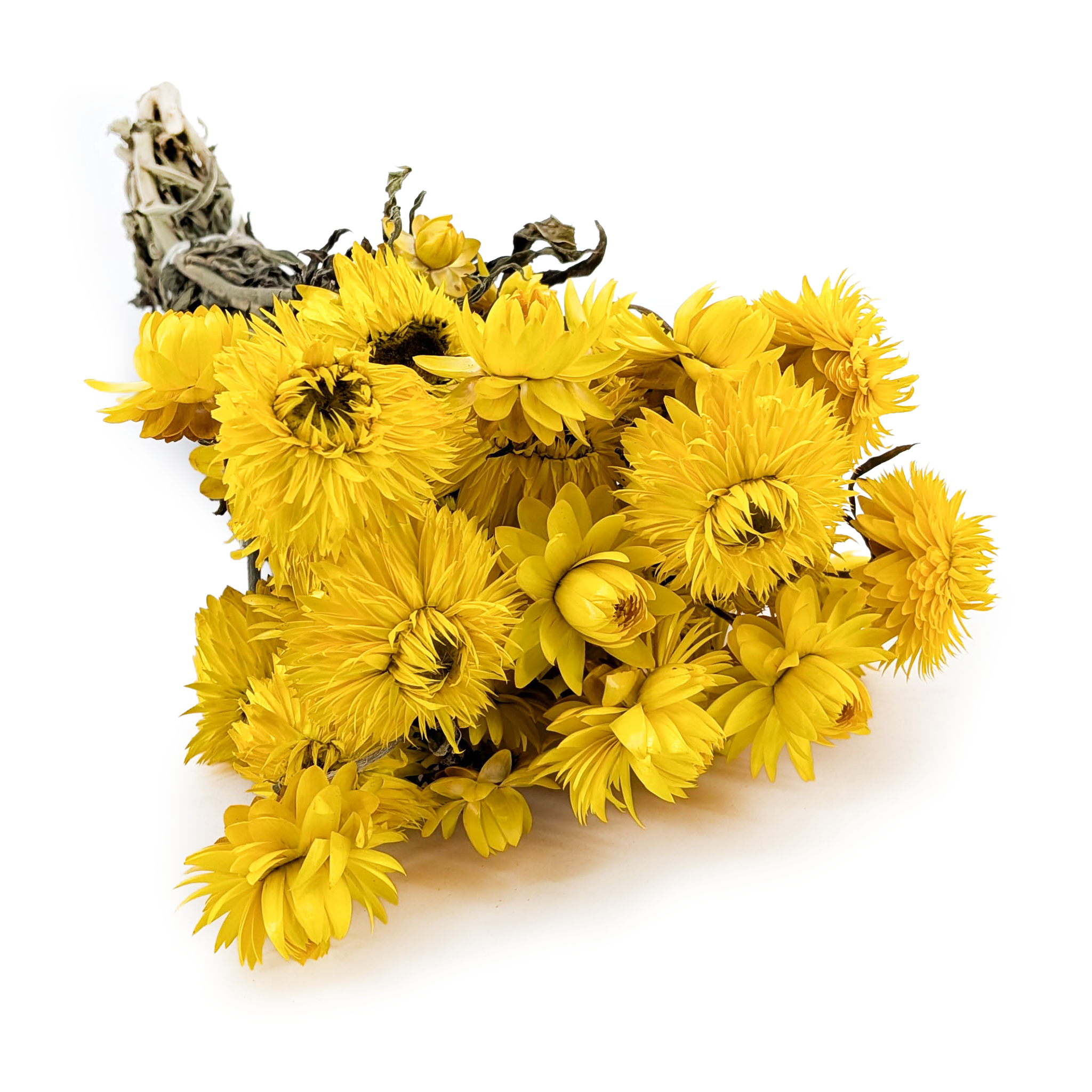 Kocanka Suszona Granvia® - (Helichrysum Granvia®) - Żółta