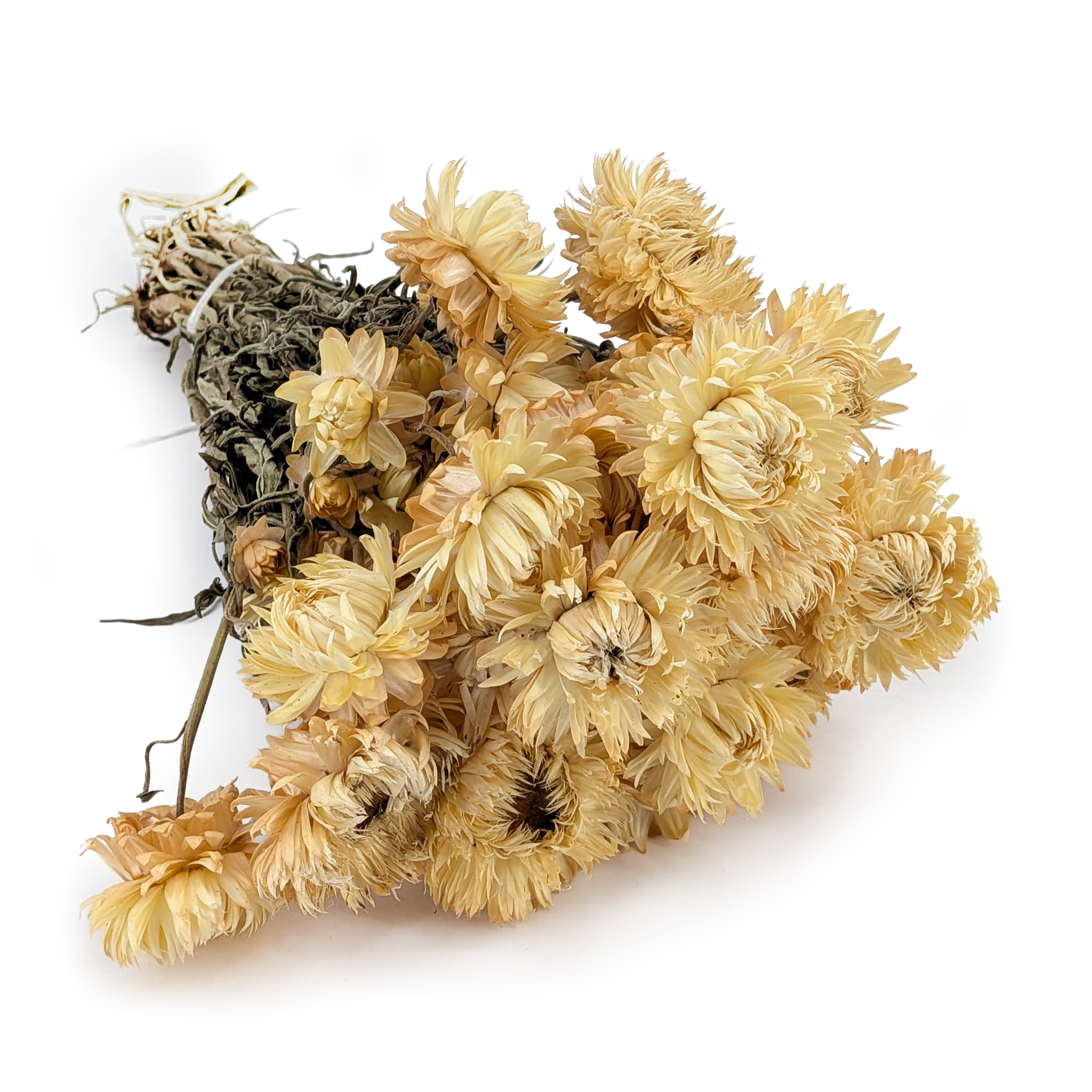 Kocanka Suszona Granvia® - (Helichrysum Granvia®) - Słomkowa