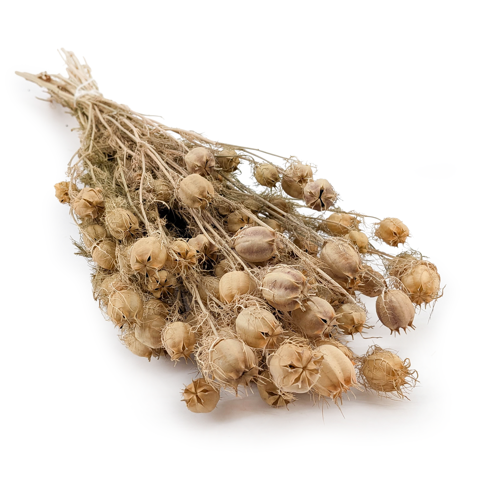 Czarnuszka Suszona - (Nigella Damascena) - Zielona