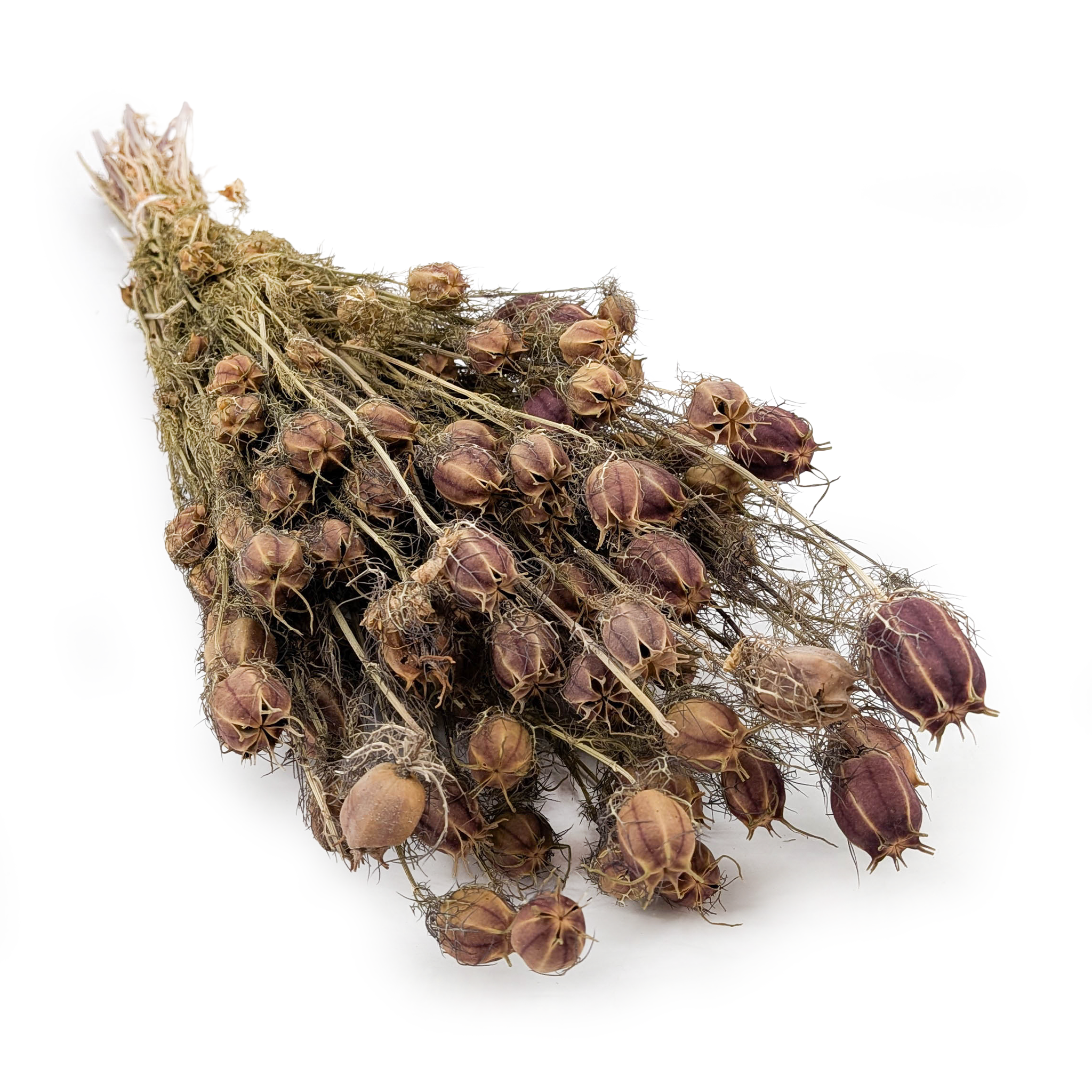 Czarnuszka Suszona - (Nigella Damascena) - Czerwona
