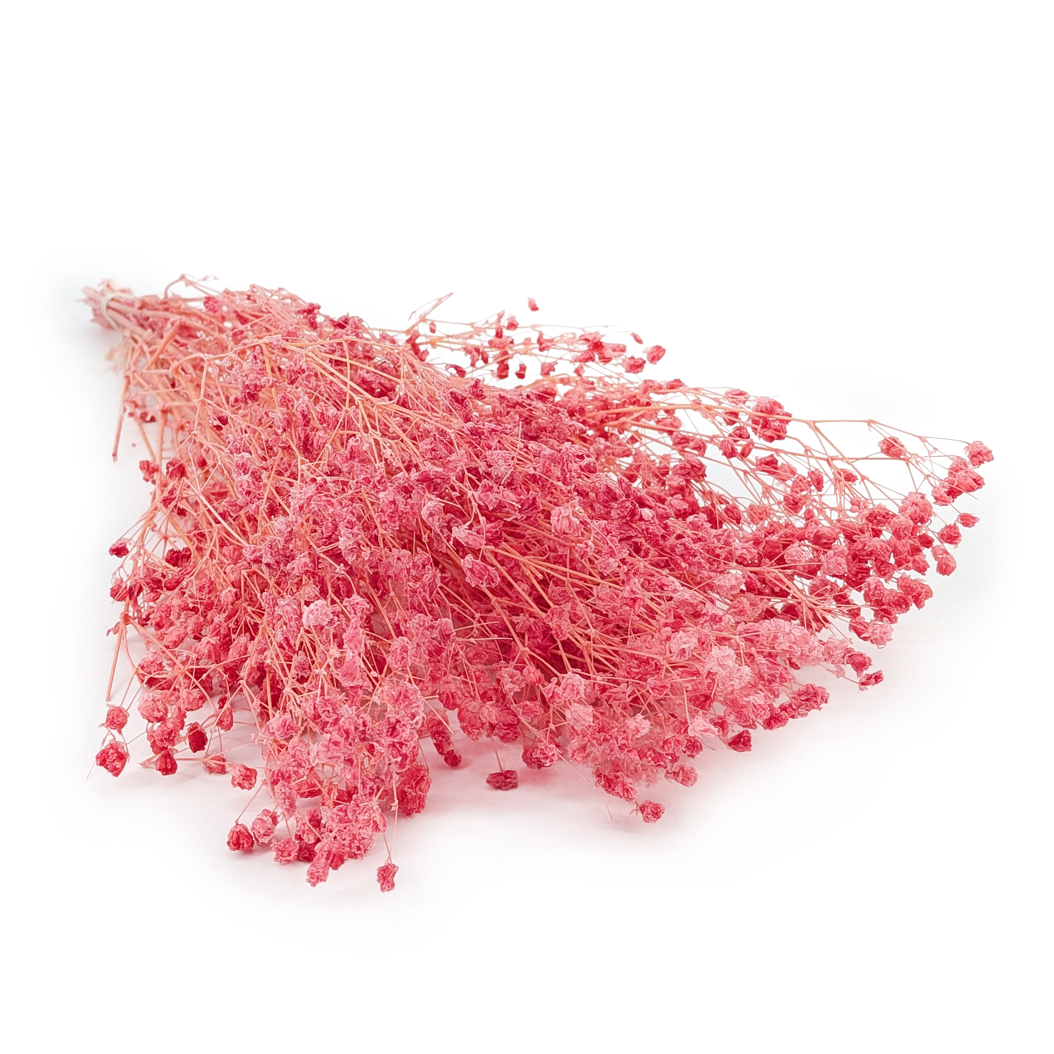 Gipsówka Stabilizowana - (Gypsophila) - Malinowy Róż