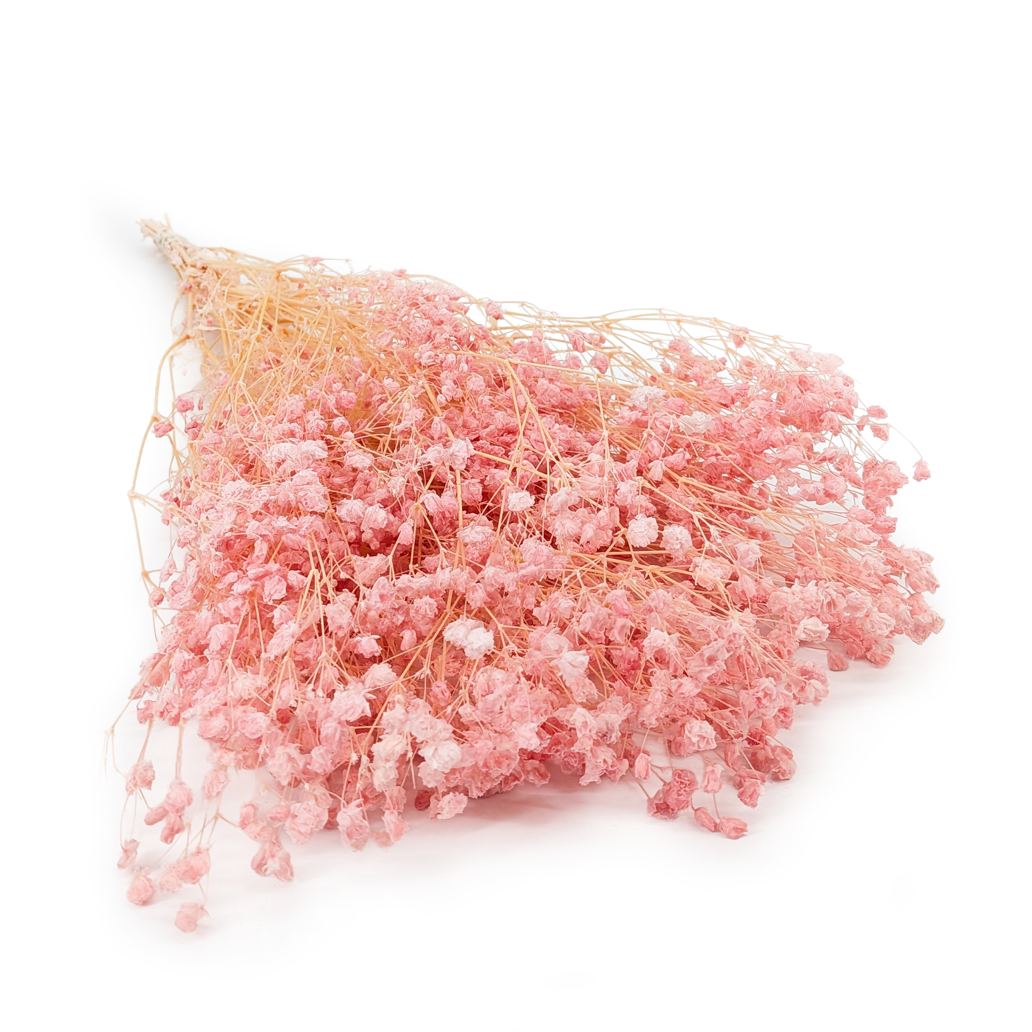 Gipsówka Stabilizowana - (Gypsophila) - Różowa