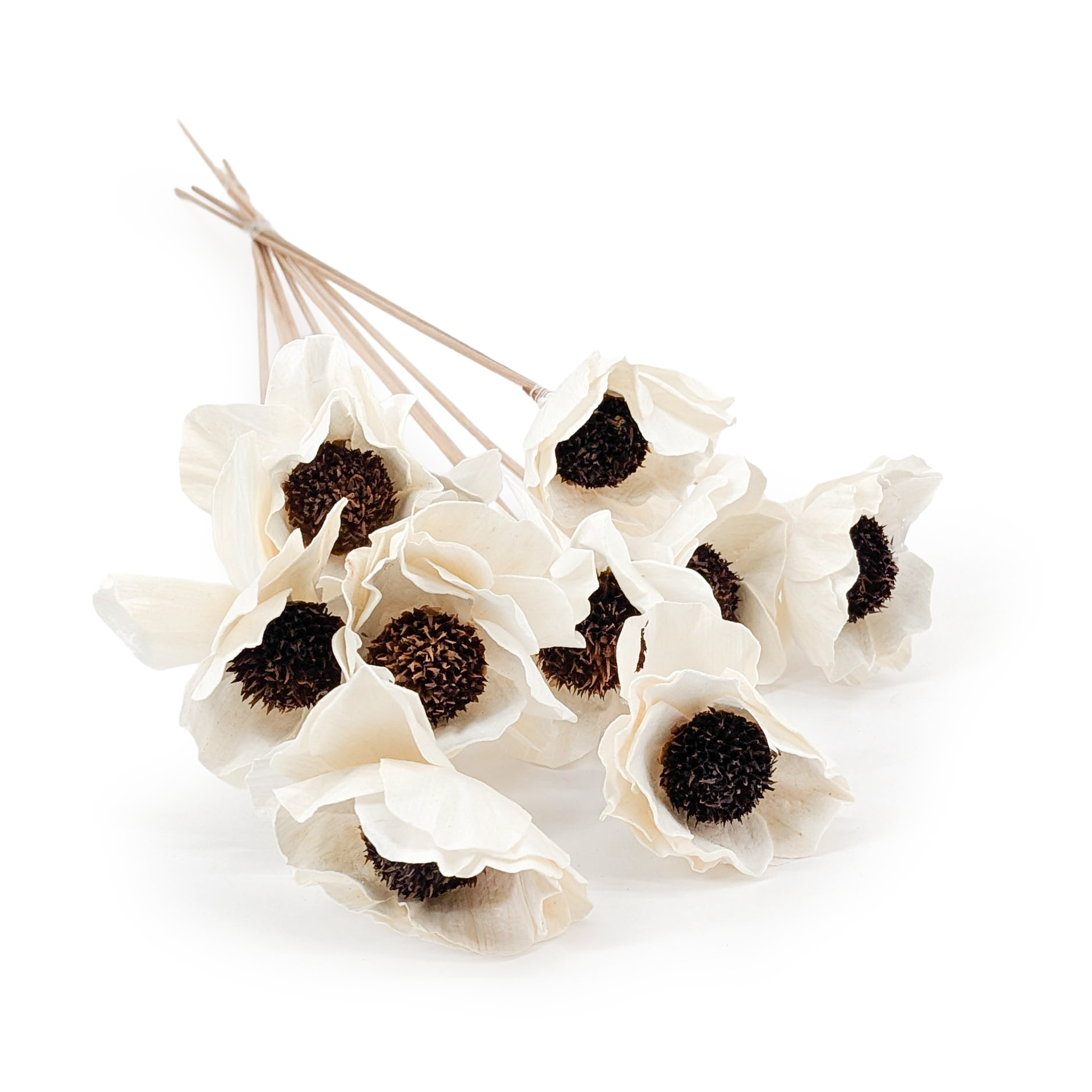 Kwiat Shola - (Sola Poppy) - na łodydze - 10szt