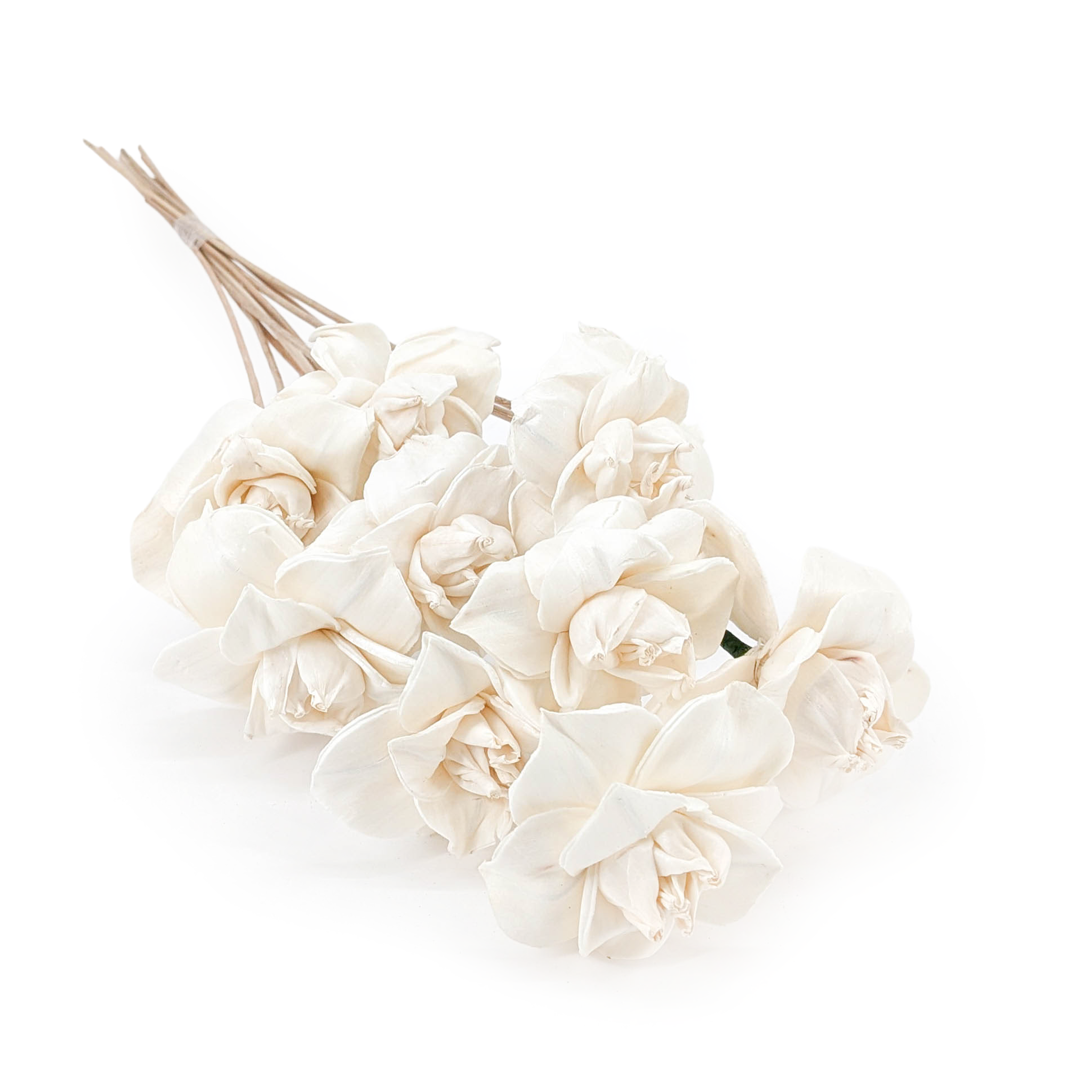 Kwiat Shola - (Sola Begonia) - na łodydze - 10szt