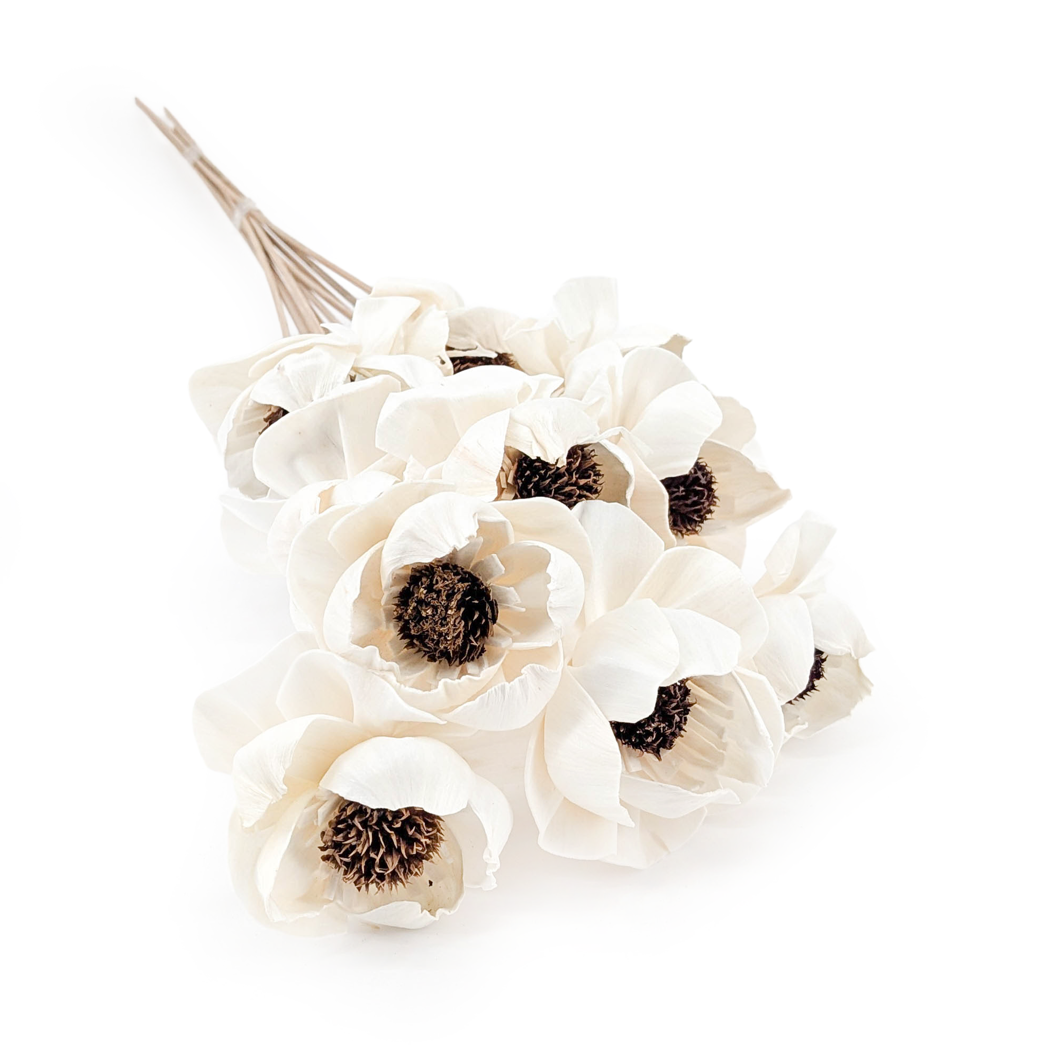 Kwiat Shola - (Sola Peony Titonia) - na łodydze - 10szt
