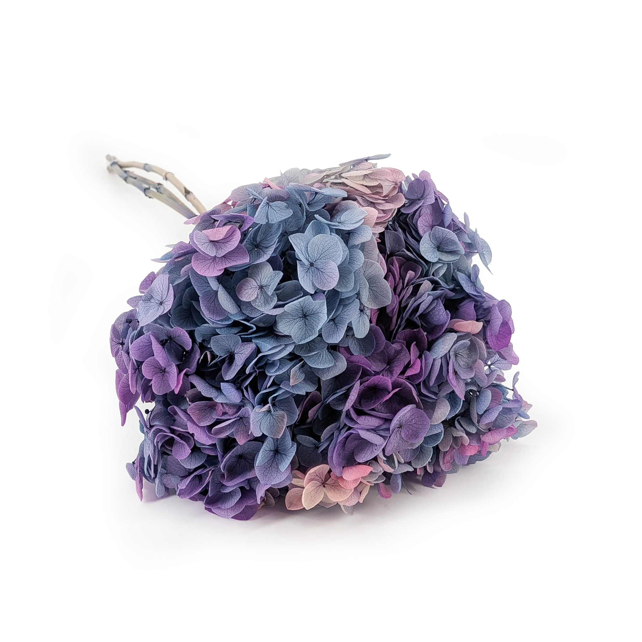 Hortensja Stabilizowana (Hydrangea Cabeza) - Royal - Fioletowa Zorza