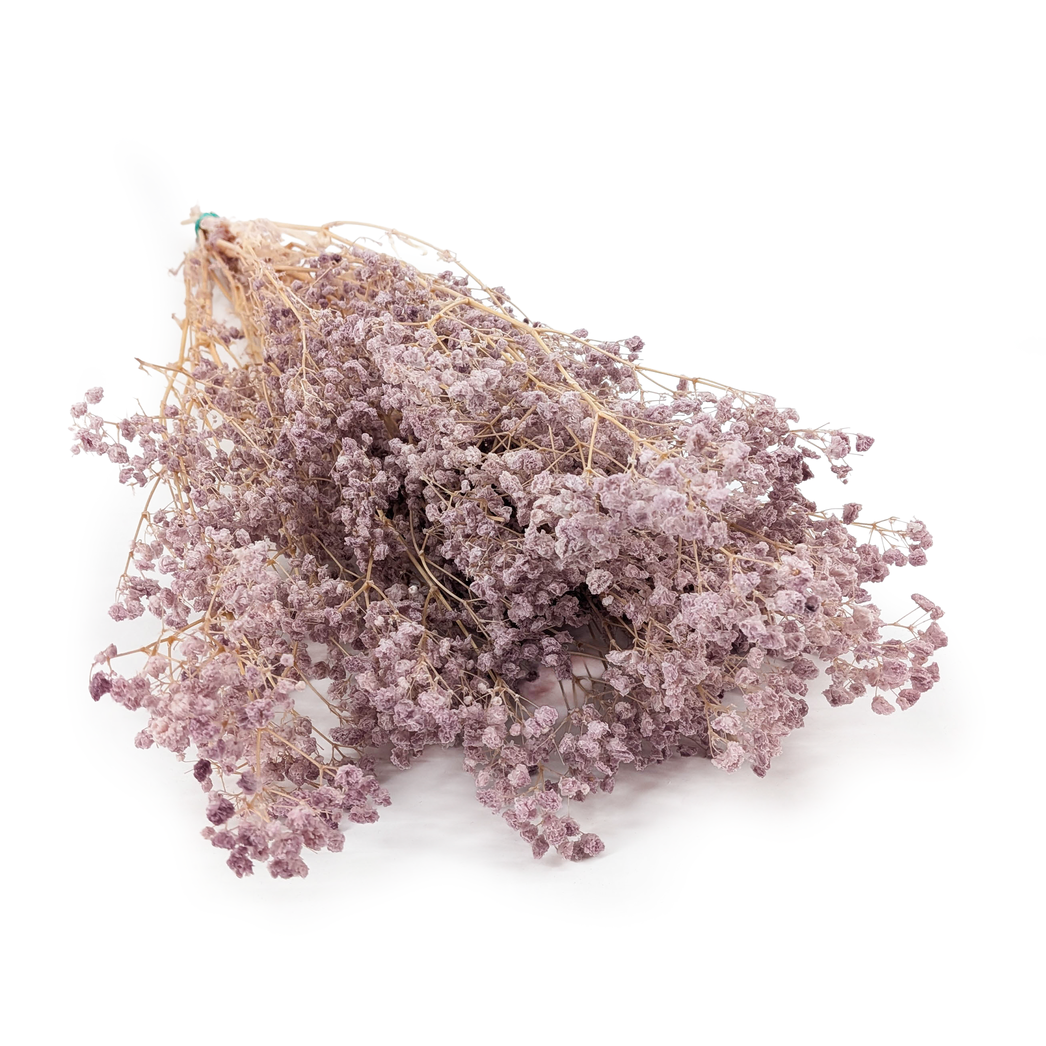 Gipsówka Stabilizowana - Cotton - (Gypsophila) - Pudrowy Lawendowy