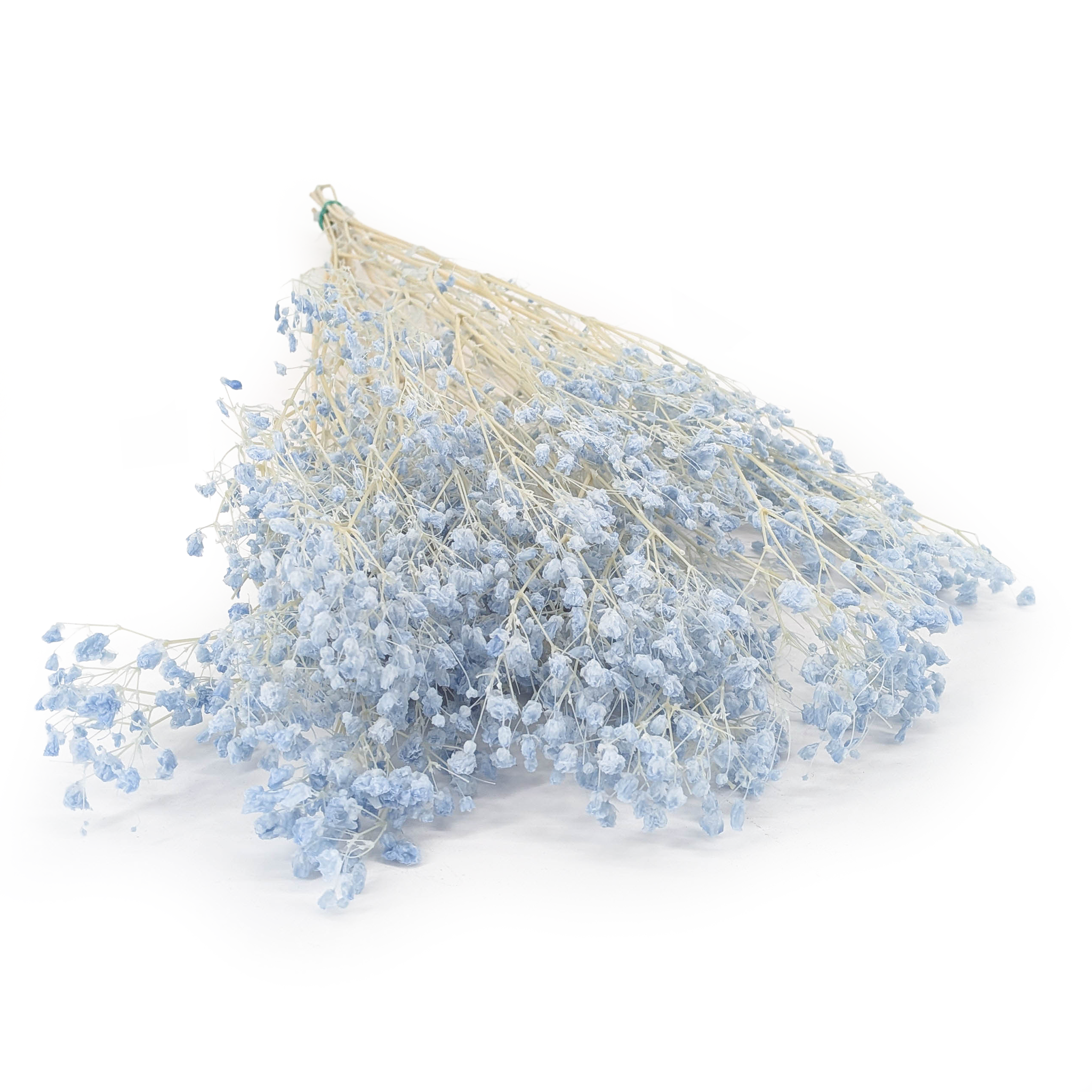 Gipsówka Stabilizowana - Cotton - (Gypsophila) - Błękit Nieba