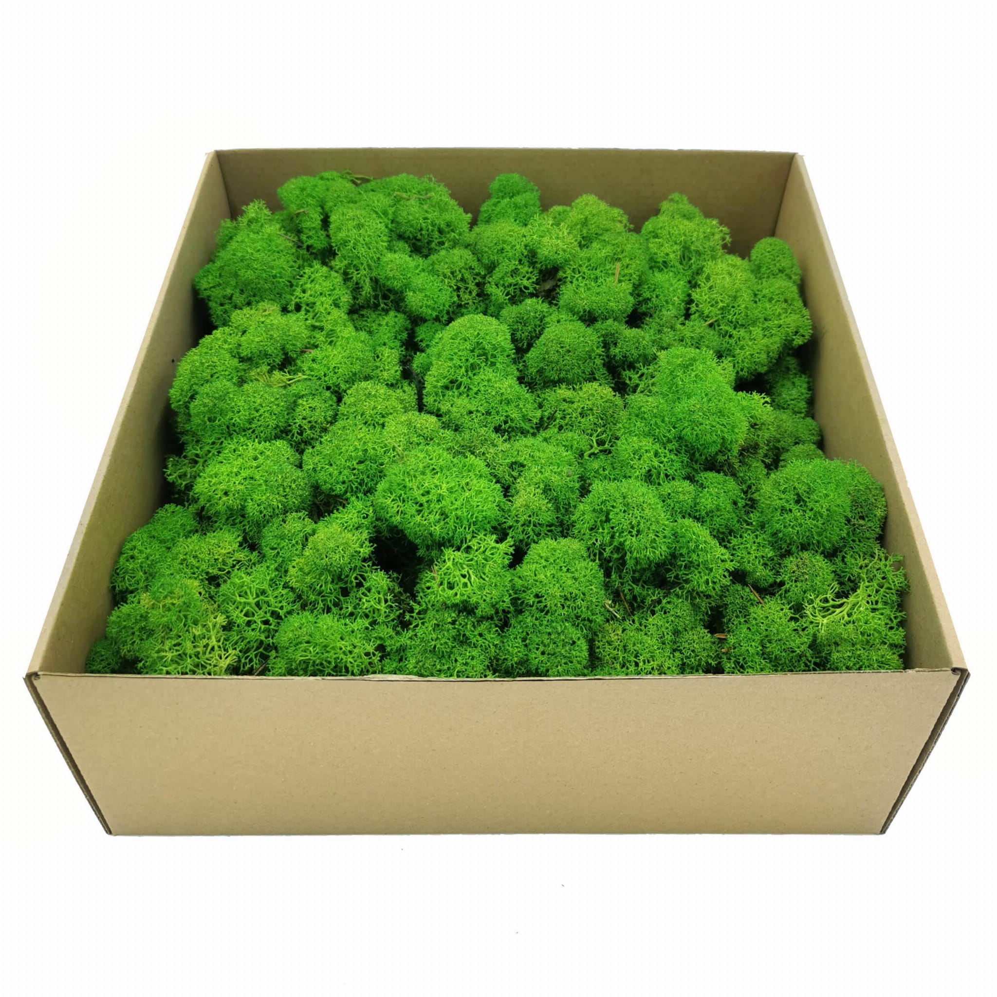Mech Chrobotek - Alpejski - Oczyszczony - Jasnozielony 500g NETTO