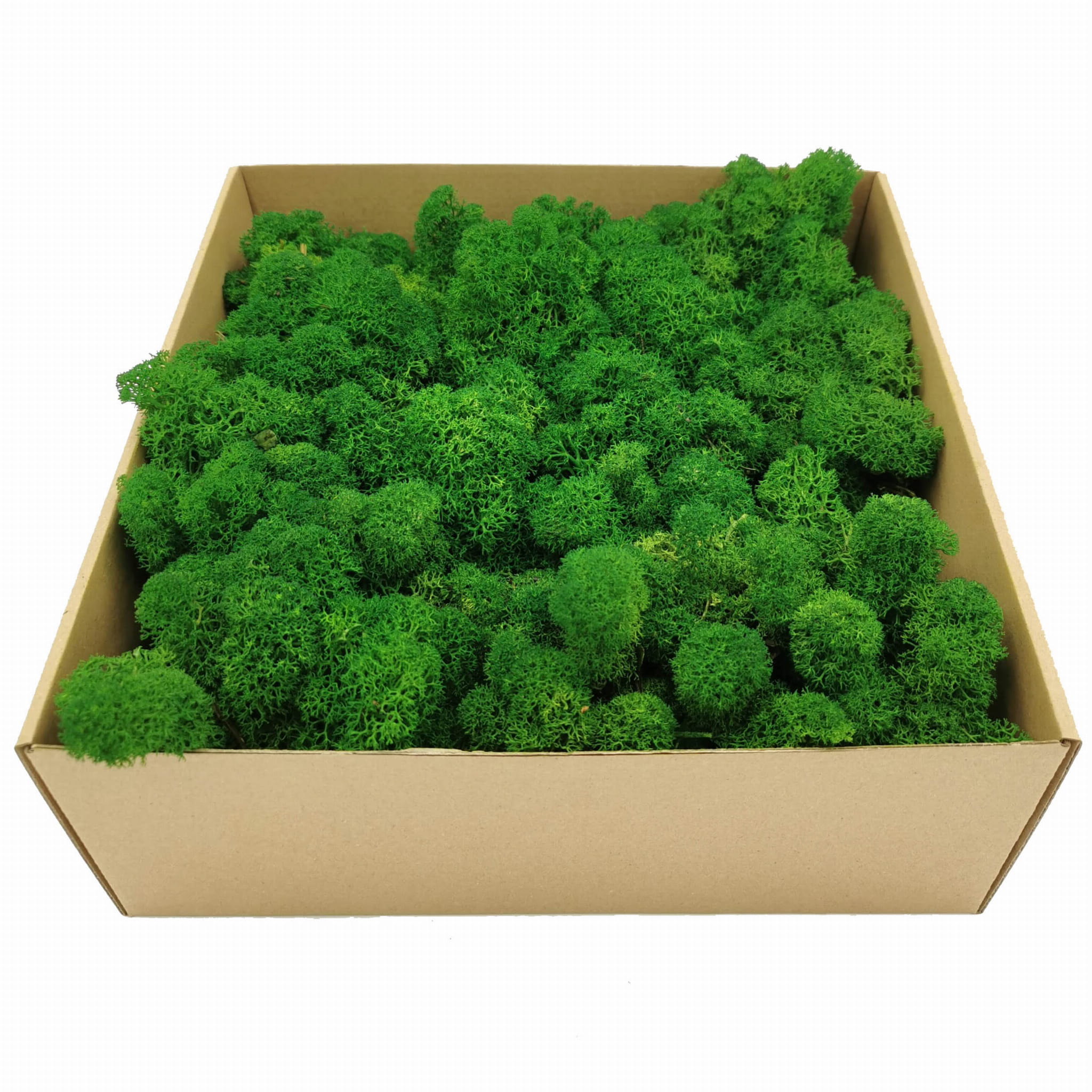 Mech Chrobotek - Alpejski - Oczyszczony - Zielony 500g NETTO