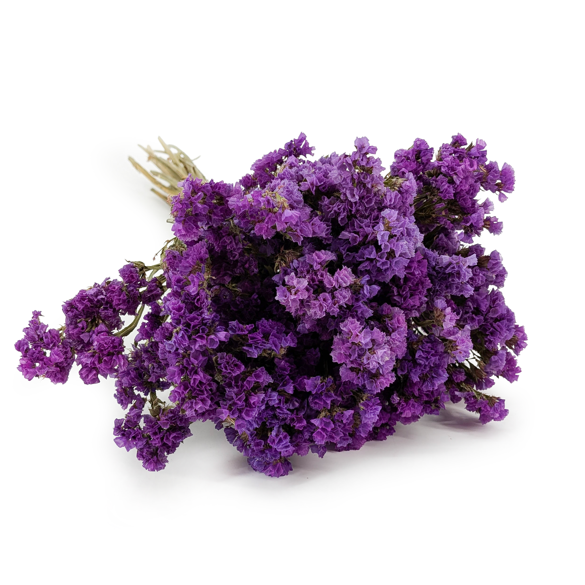 Zatrwian Wrębny  - Limonium sinuatum - Fioletowy