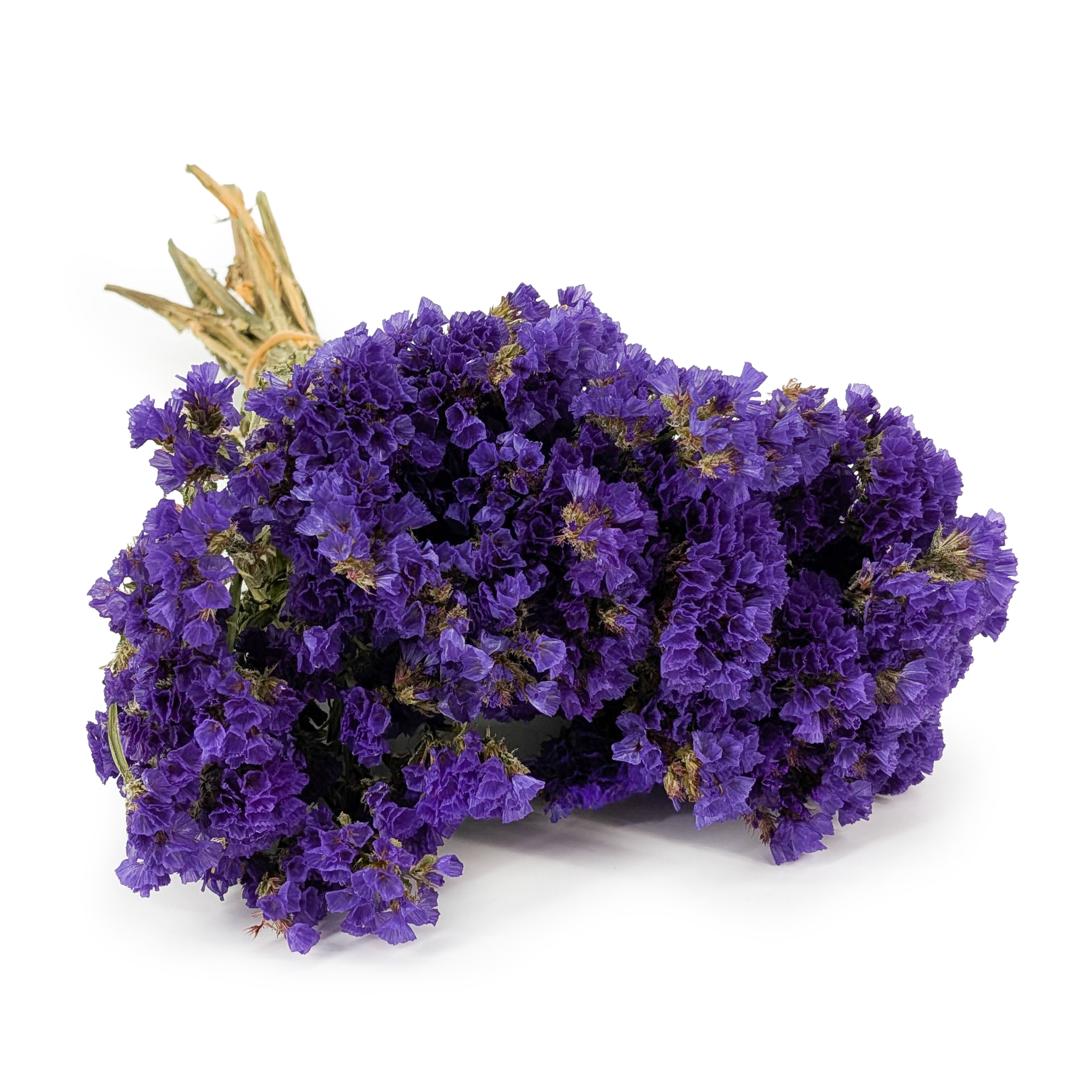 Zatrwian Wrębny  - Limonium sinuatum - Ciemny fiolet