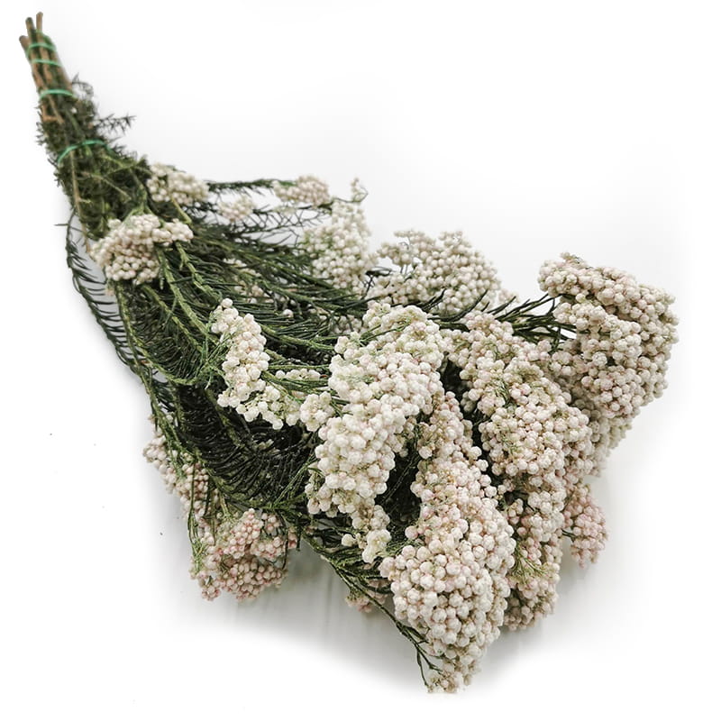Ozothamnus Diosmi - Biały