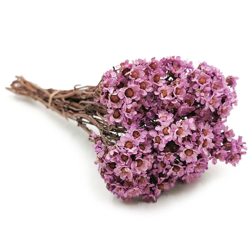 Oxodia Suszona - Fioletowa