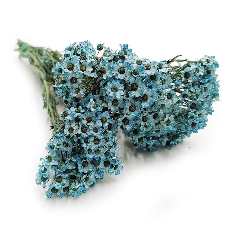 Oxodia Suszona - Niebieska