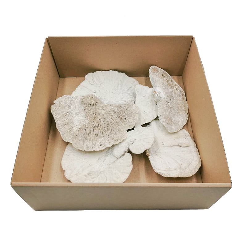Huba suszona biała włoskowana - 1 sztuka