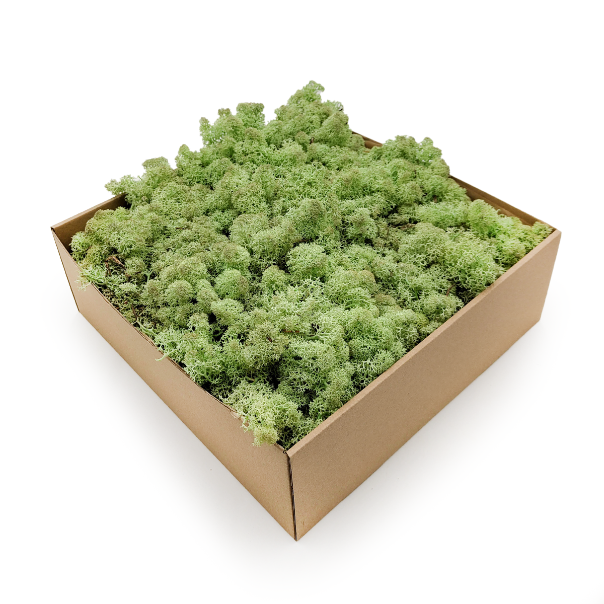 Mech Chrobotek Reniferowy - Norwegia - Miętowa ZIeleń 2,5kg NETTO
