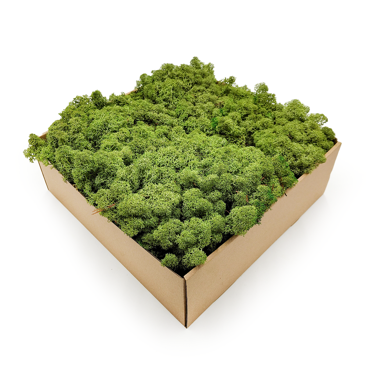 Mech Chrobotek Reniferowy - Norwegia - Średniozielony 2,5kg NETTO