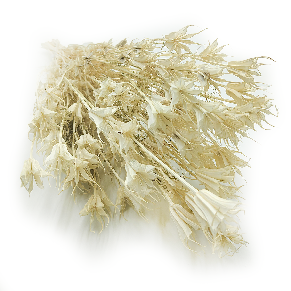 Czarnuszka Orientalna - (Nigella Orientalis) - Bielona PL