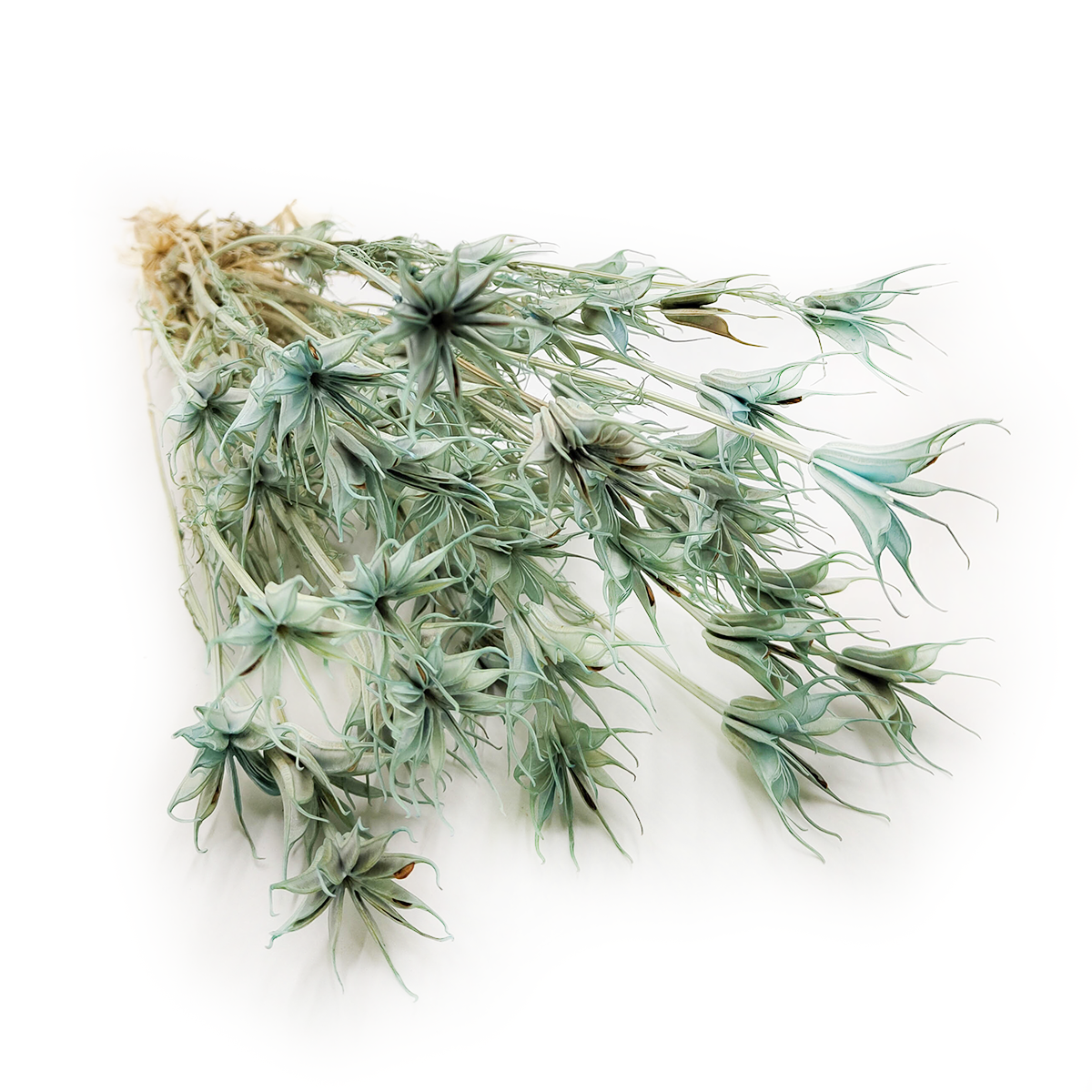Czarnuszka Orientalna - (Nigella Orientalis) - Miętowa PL