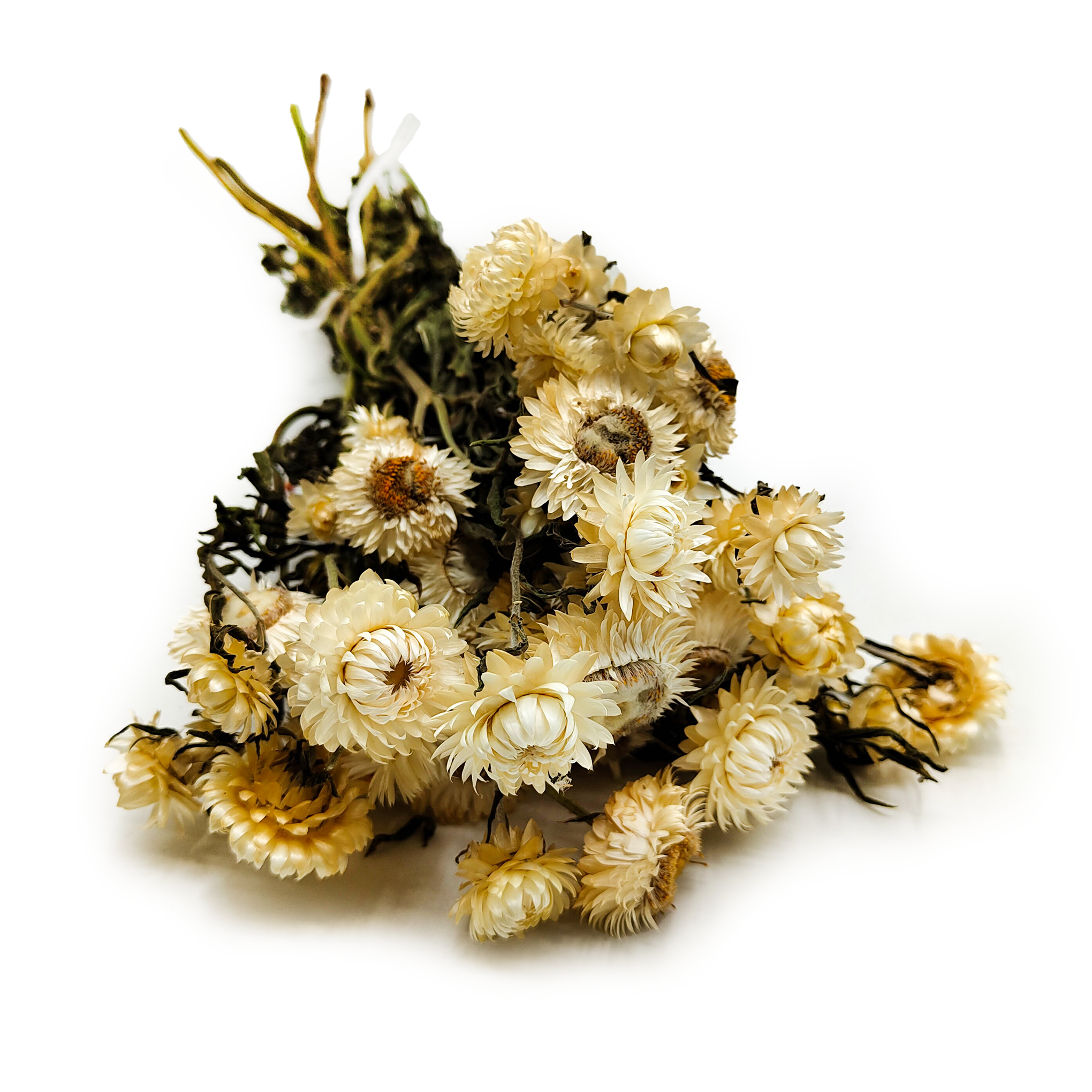 Kocanka Suszona Granvia® - (Helichrysum Granvia®) - Naturalna Biała