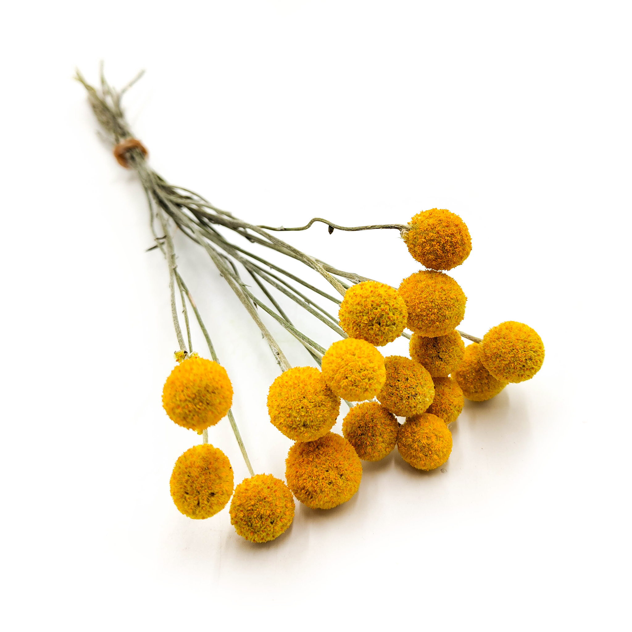 Kraspedia Suszona (Craspedia Natural) - Żółta - bukiet 16szt