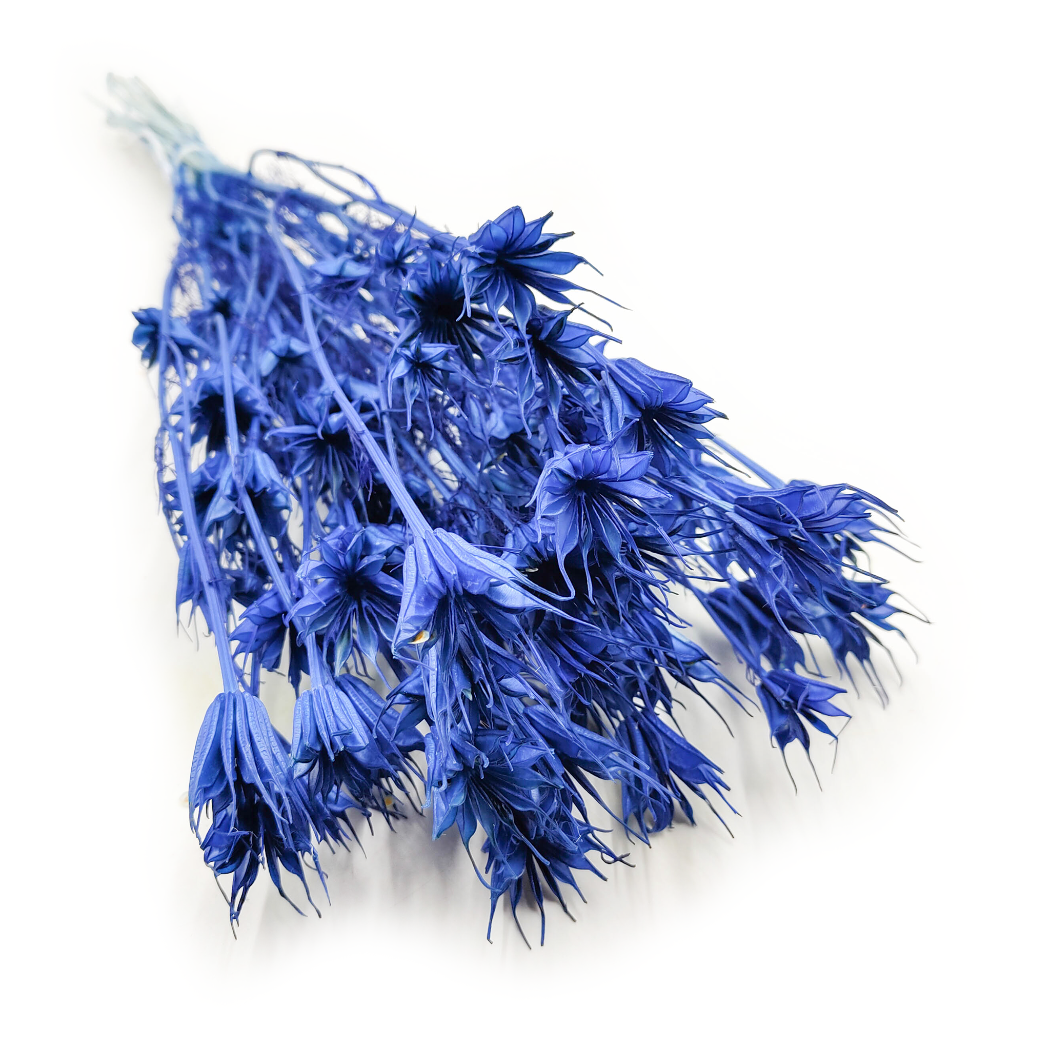 Czarnuszka Orientalna - (Nigella Orientalis) - Niebieska